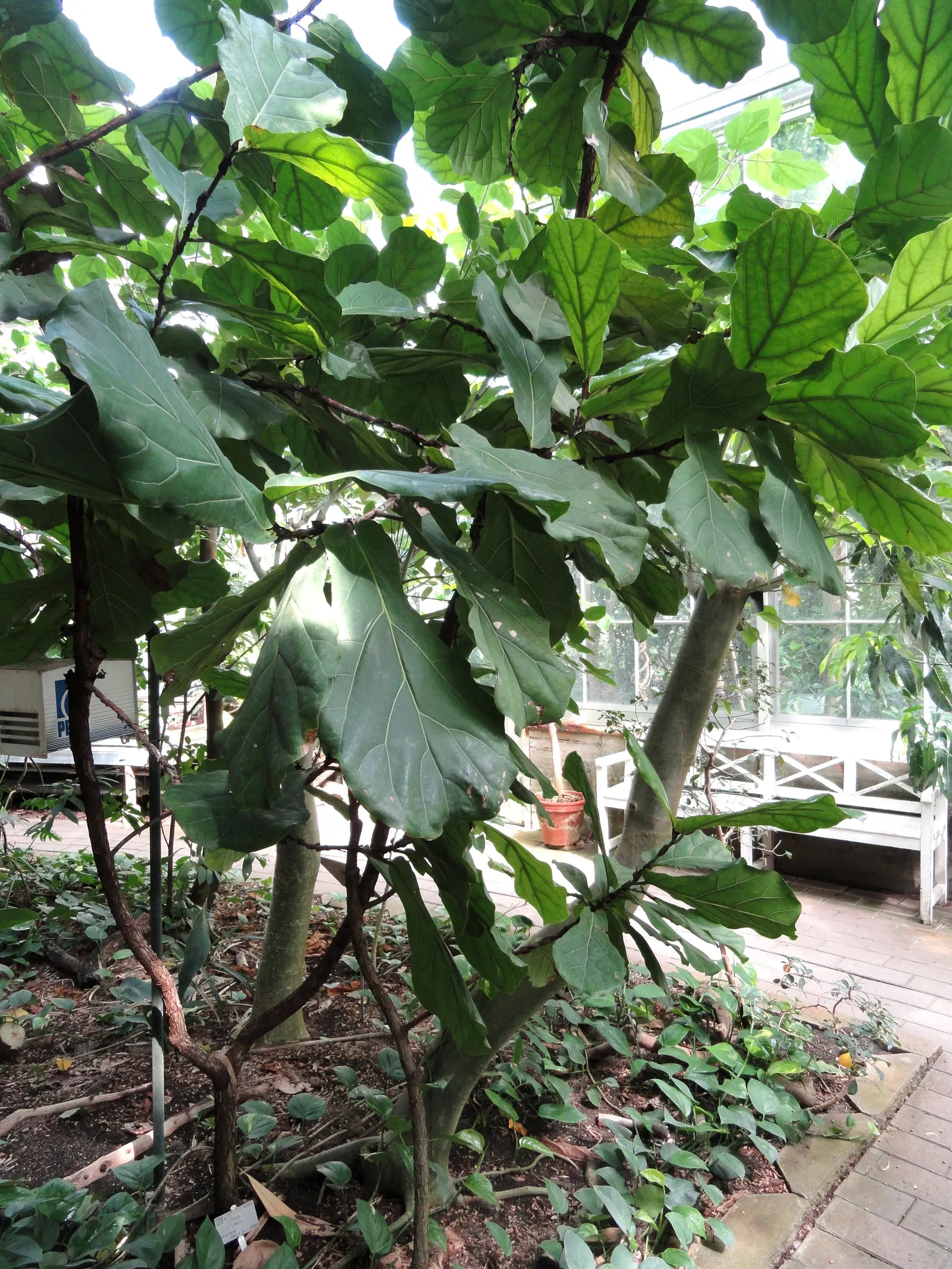 Fiddle-Leaf Fig, Banjo-Leaf Fig (Ficus Lyrata) — which indoors can reach anywhere between 2 to 10 feet and rarely up to 15 feet if conditions are ideal; indoor