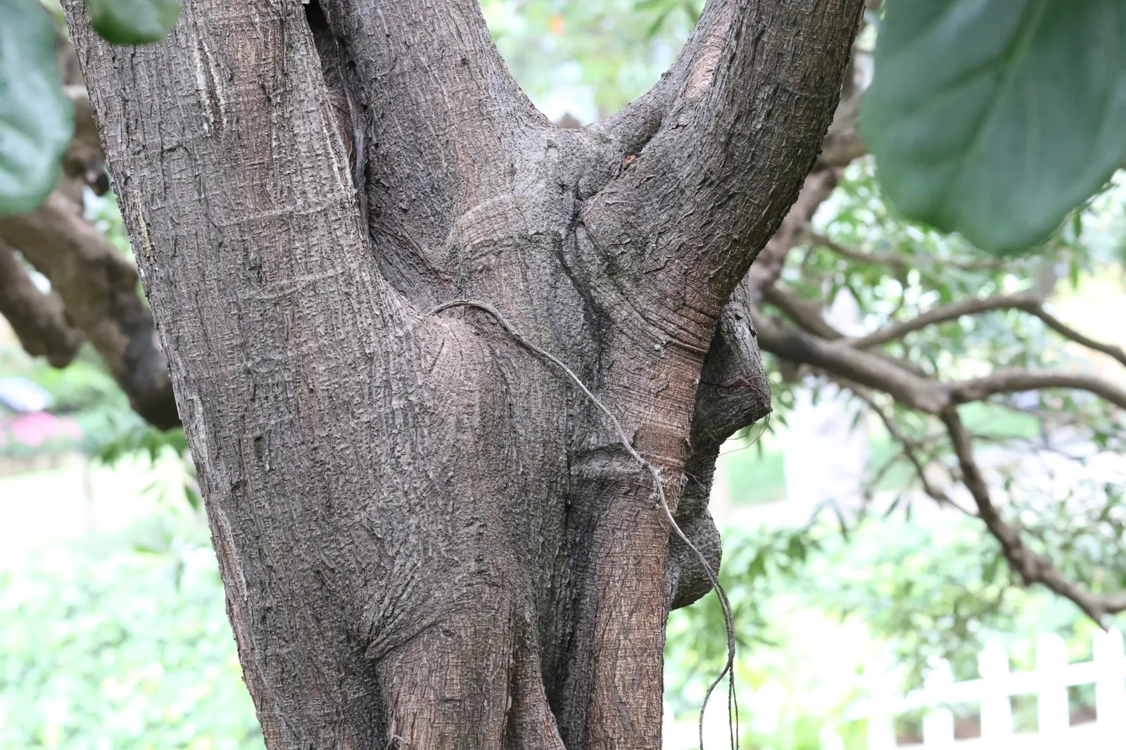 Fiddle-Leaf Fig, Banjo-Leaf Fig (Ficus Lyrata) — is a striking and popular addition to interior landscapes; indirect sunlight and preferring consistently moist