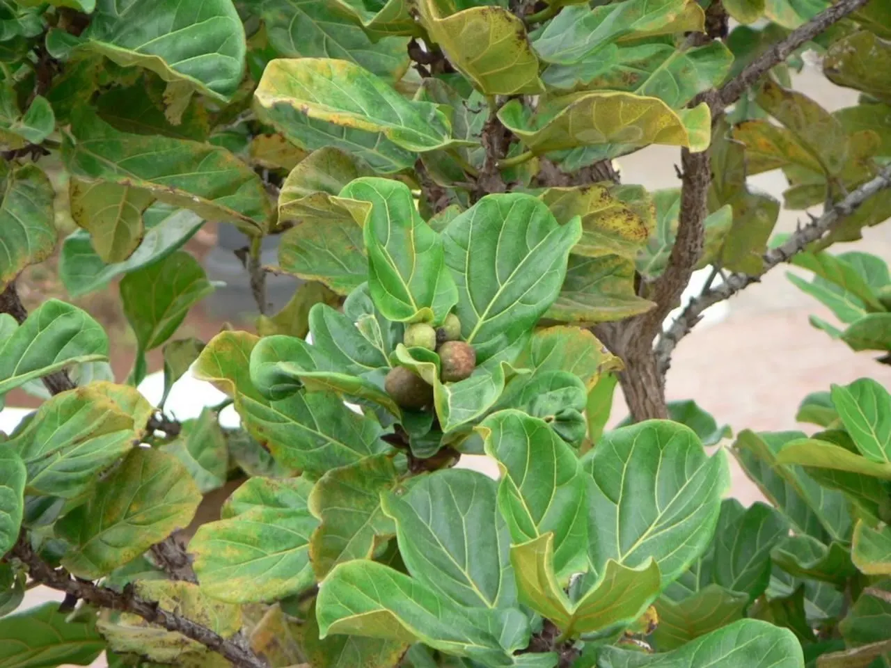 Fiddle-Leaf Fig, Banjo-Leaf Fig (Ficus Lyrata) — commonly called Fiddle-leaf Fig; when mature, it can reach heights of up to 50 feet outdoors, but, image 39