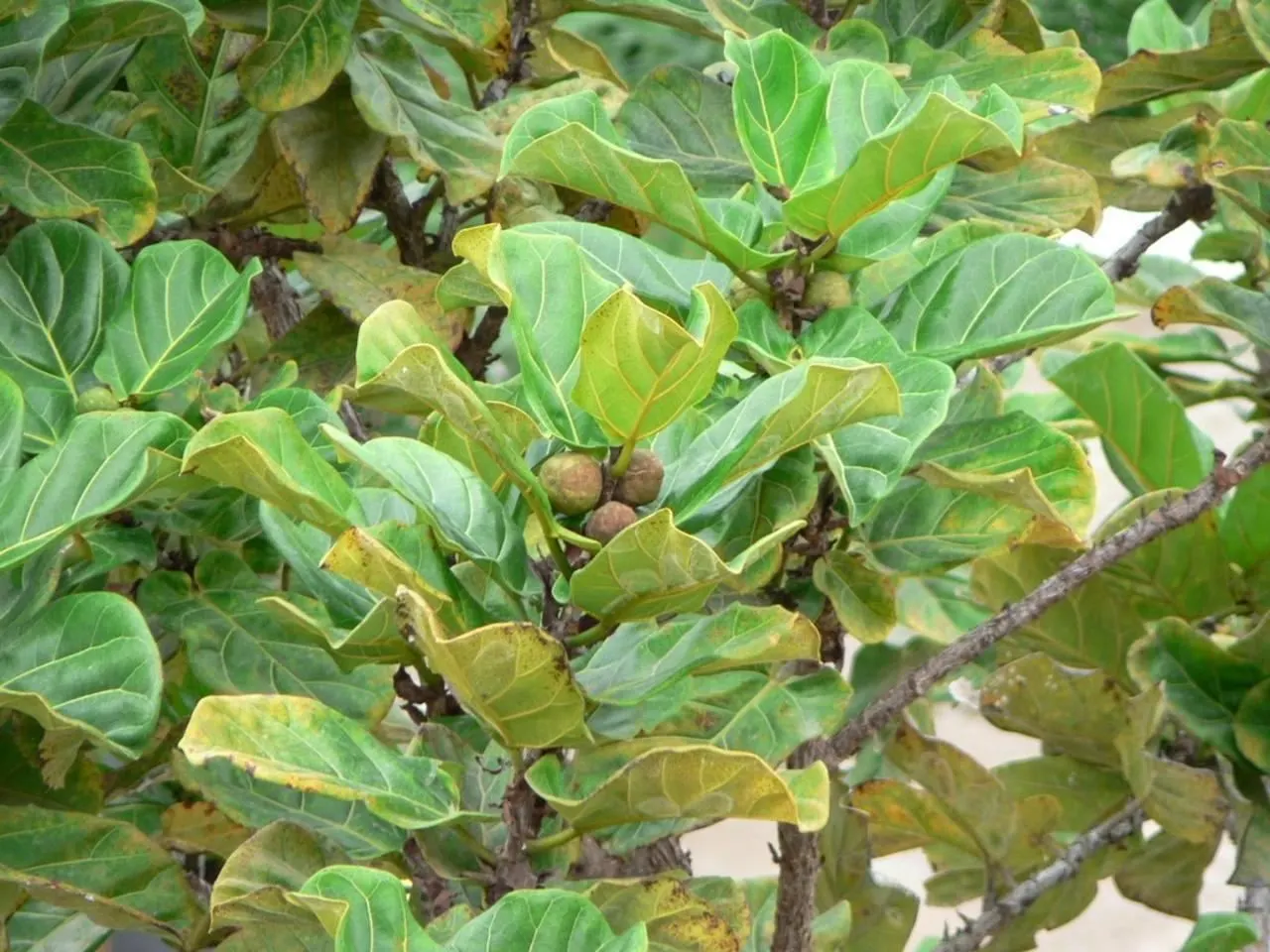 Fiddle-Leaf Fig, Banjo-Leaf Fig (Ficus Lyrata) — architectural presence and violin-shaped; commonly called Fiddle-leaf Fig, image 44