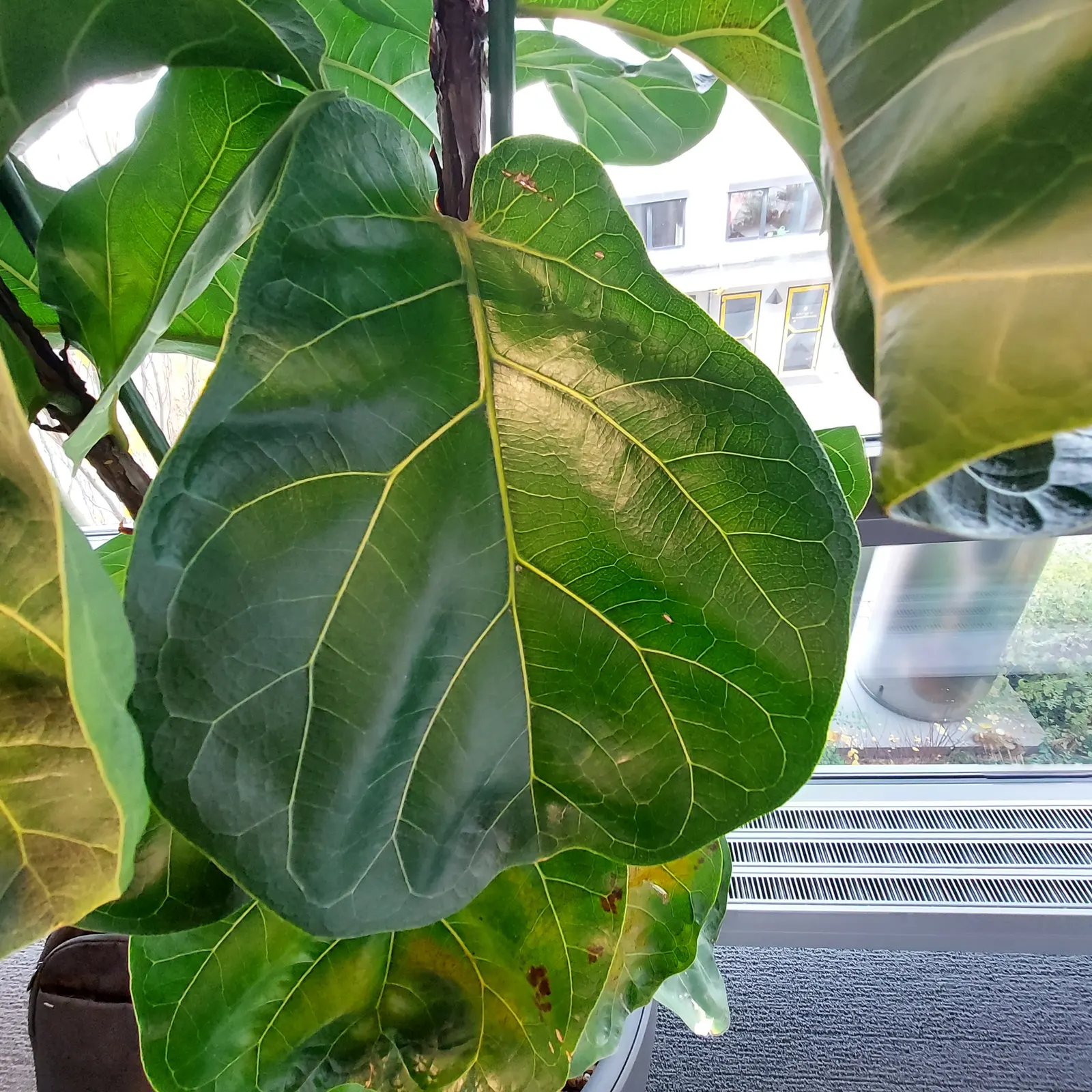 Fiddle-Leaf Fig, Banjo-Leaf Fig (Ficus Lyrata) — indirect sunlight and preferring consistently moist; its growth rate is moderate, image 51