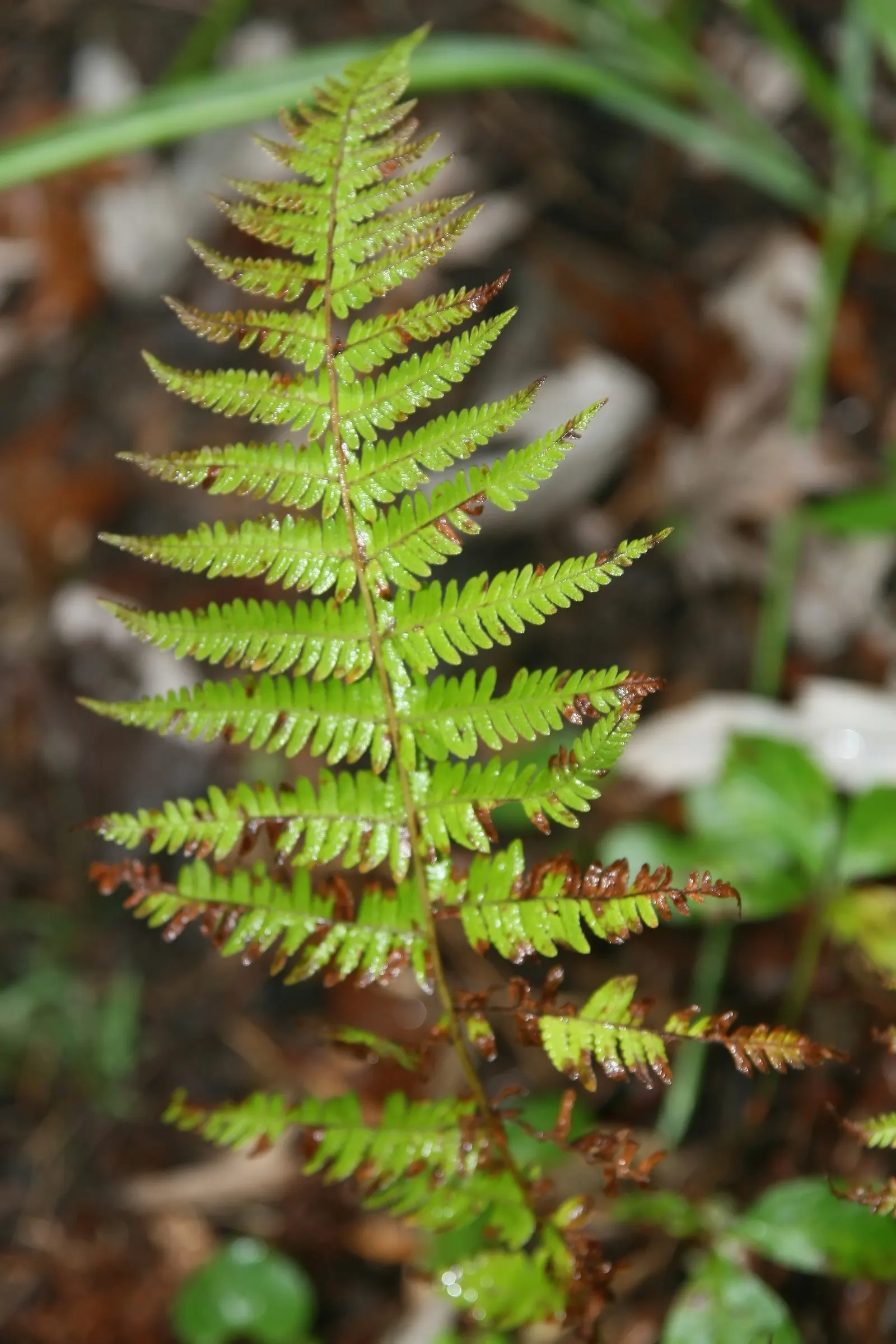 New York Fern (Thelypteris Noveboracensis) — lacking serious pest and disease problems; while the fern favors consistent moisture, image 65