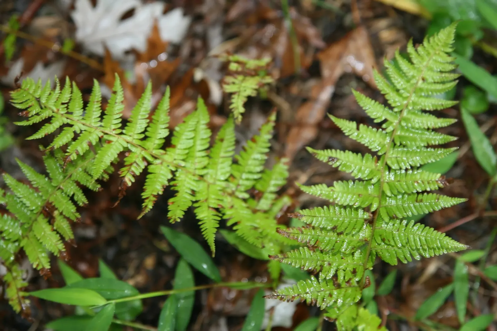 New York Fern (Thelypteris Noveboracensis) — flourishing under the canopy of deciduous trees where dappled sunlight promotes its vibrant color; this, image 60