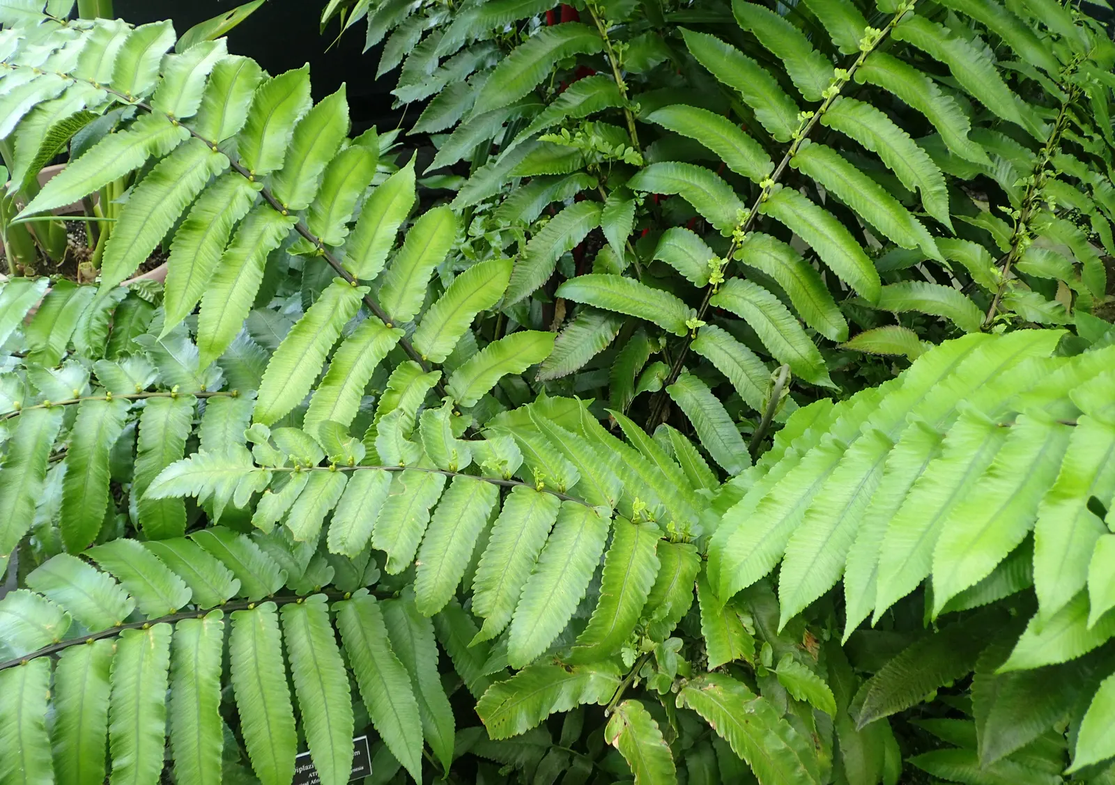 New York Fern (Thelypteris Noveboracensis) — Its clumping habit and vivid green color make it an excellent understory plant in woodland settings, image 50