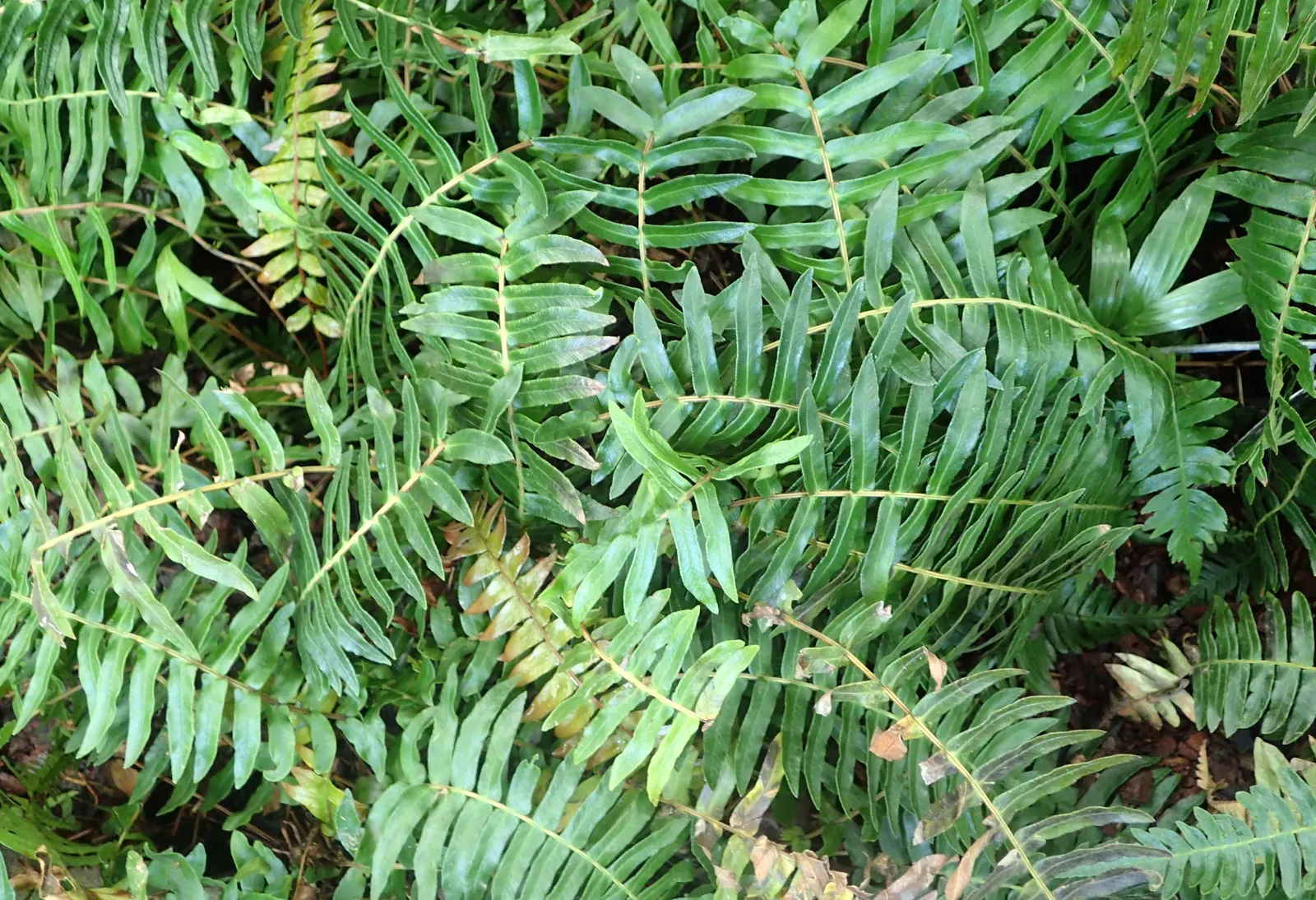 New York Fern (Thelypteris Noveboracensis) — lacking serious pest and disease problems; while the fern favors consistent moisture