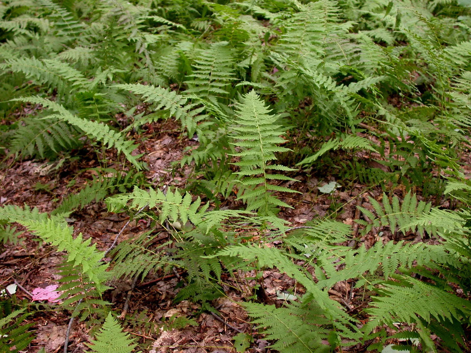 New York Fern (Thelypteris Noveboracensis) — achieving lengths of 1-2 feet; bright green fronds that taper at both ends, image 48