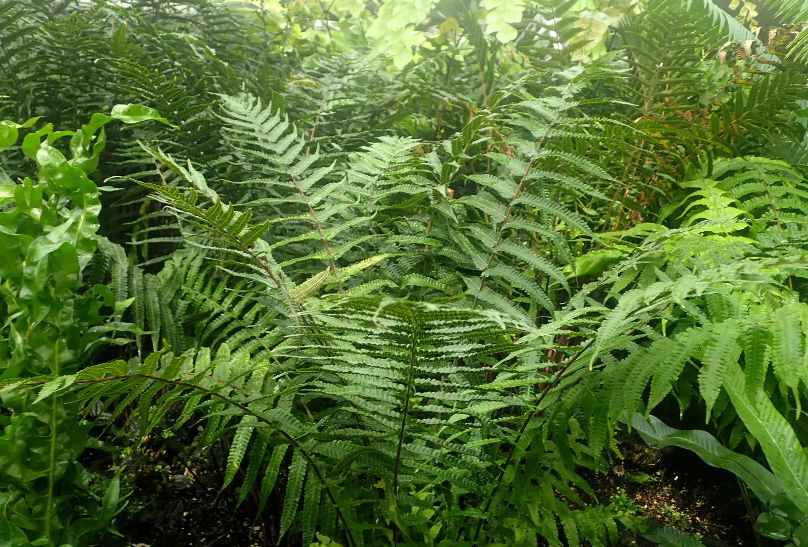 New York Fern (Thelypteris Noveboracensis) — but it also creates a habitat that supports local wildlife; spread is moderate, with ferns colonizing gradually