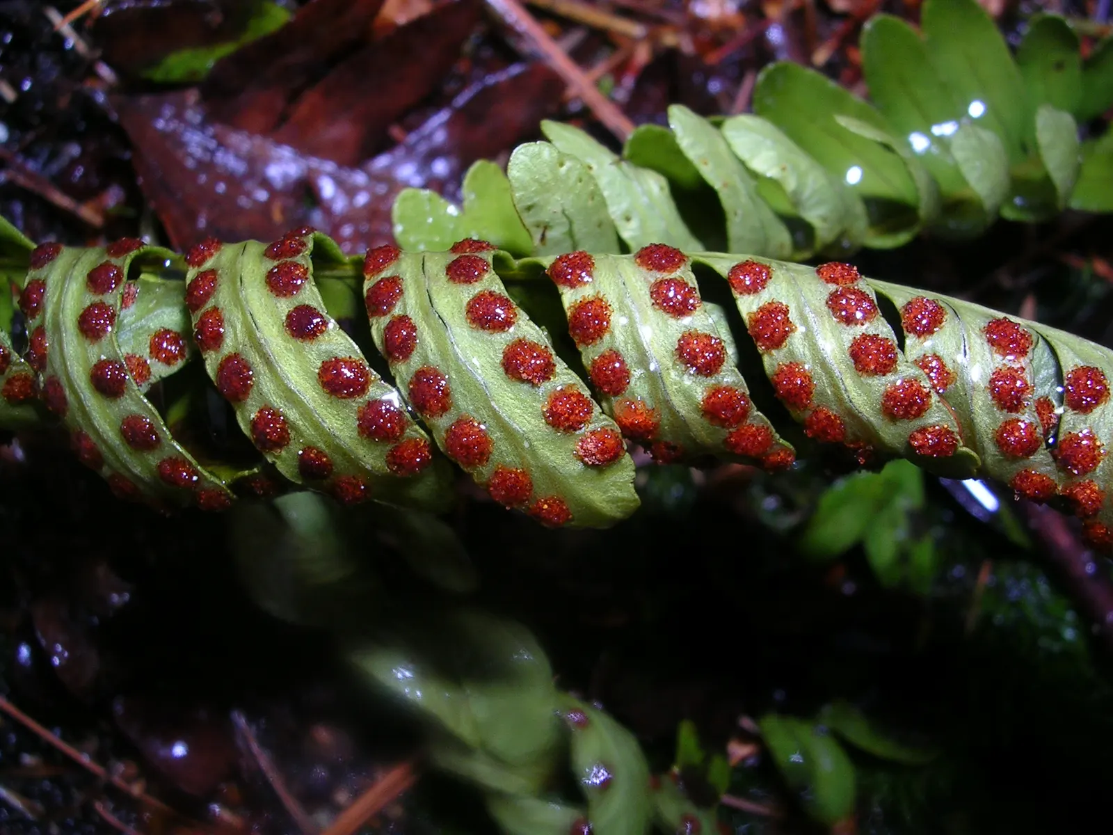 New York Fern (Thelypteris Noveboracensis) — particularly suited for woodland settings; flourishing under the canopy of deciduous trees where dappled sunlight