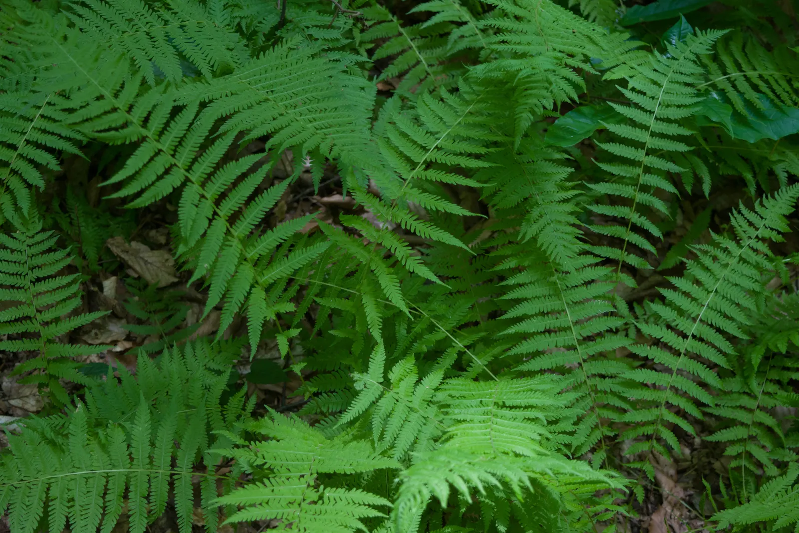 New York Fern (Thelypteris Noveboracensis) — lacking serious pest and disease problems