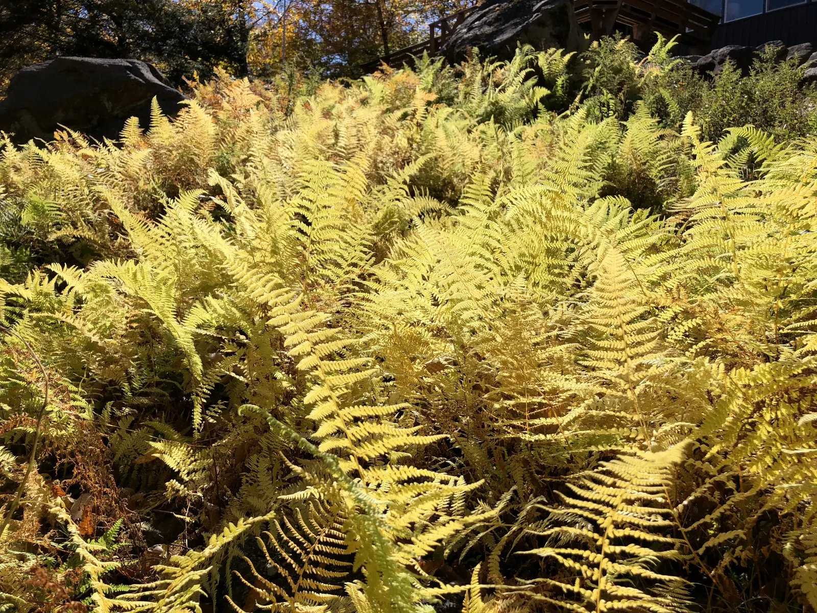 New York Fern (Thelypteris Noveboracensis) — well-draining acidic soil