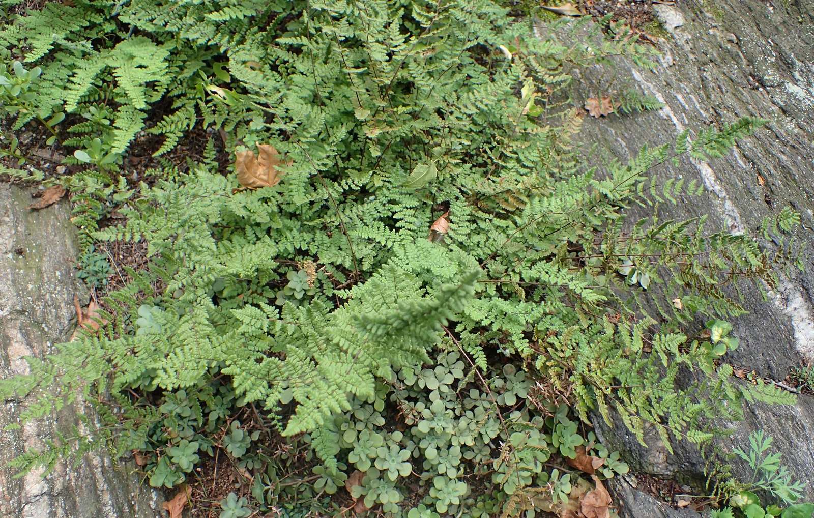 New York Fern (Thelypteris Noveboracensis) — while the fern favors consistent moisture