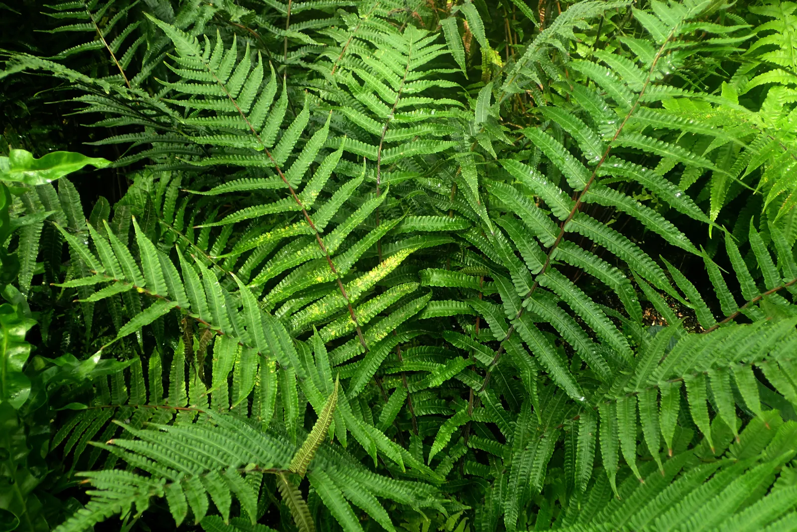 New York Fern (Thelypteris Noveboracensis) — commonly referred to as New York Fern; fern for half or shade