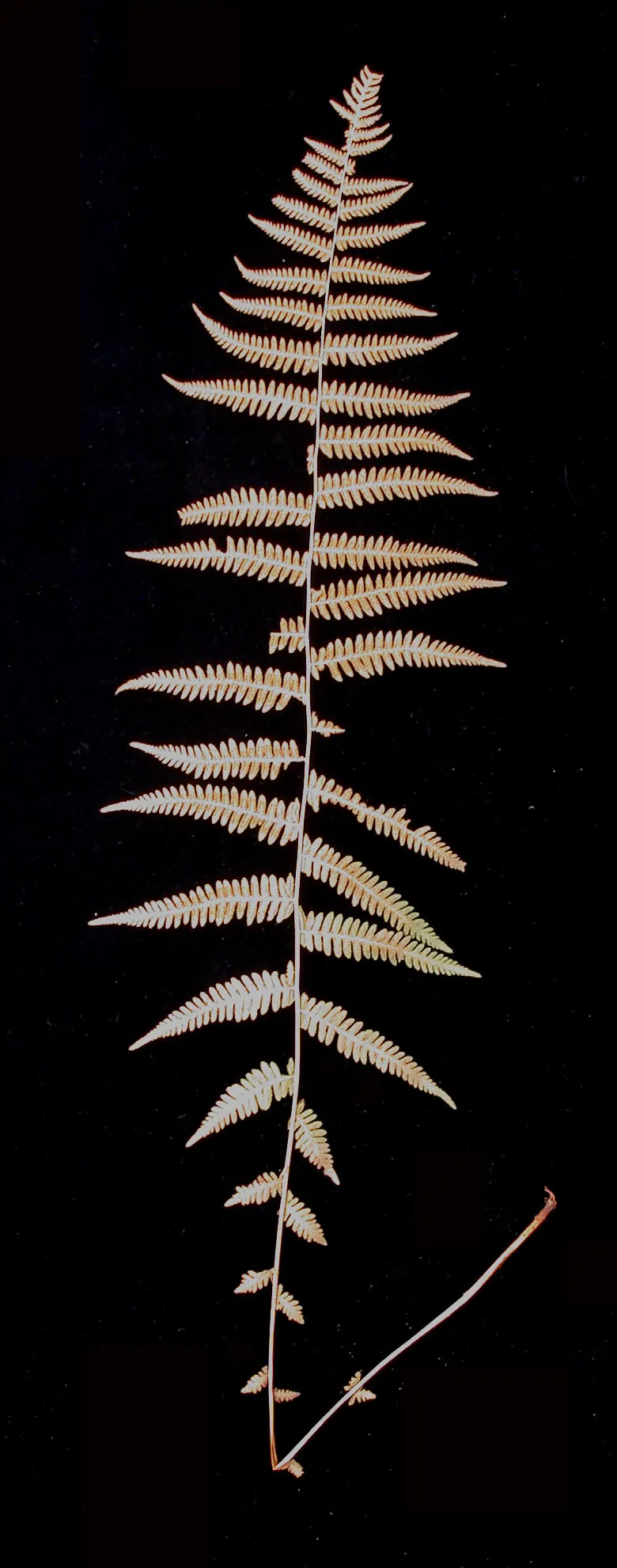 New York Fern (Thelypteris Noveboracensis) — well-draining acidic soil; lacking serious pest and disease problems