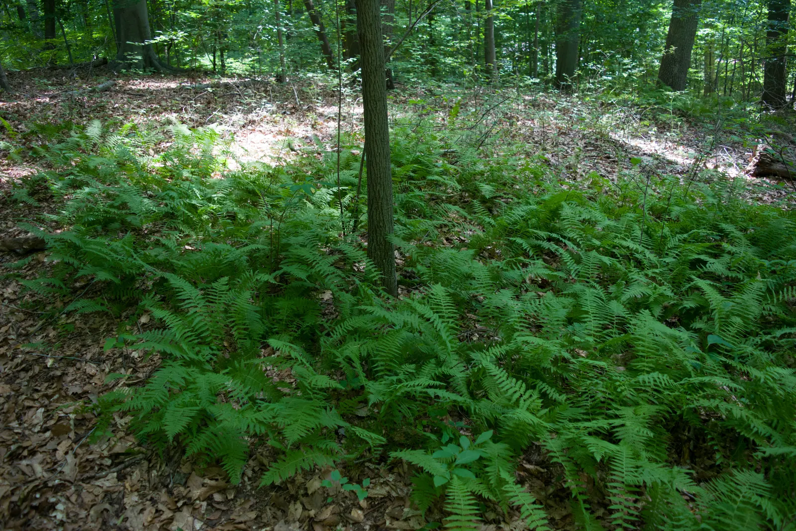 New York Fern (Thelypteris Noveboracensis) — fern for half or shade