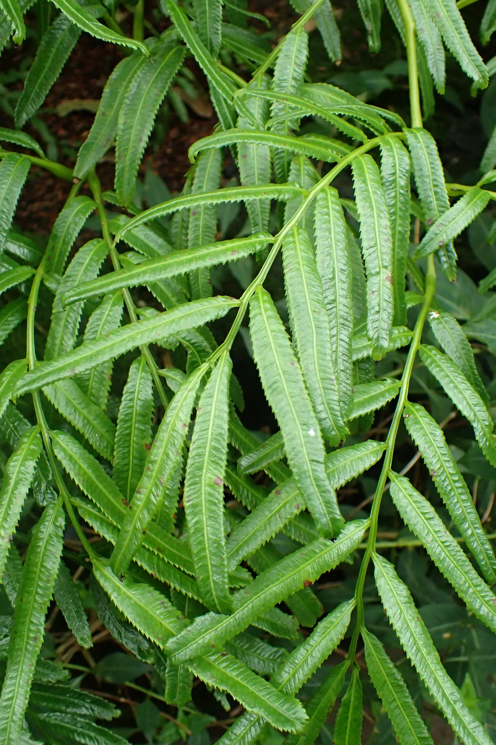 New York Fern (Thelypteris Noveboracensis) — This fern is known for its low maintenance requirements; is a graceful and shade-tolerant perennial, image 64