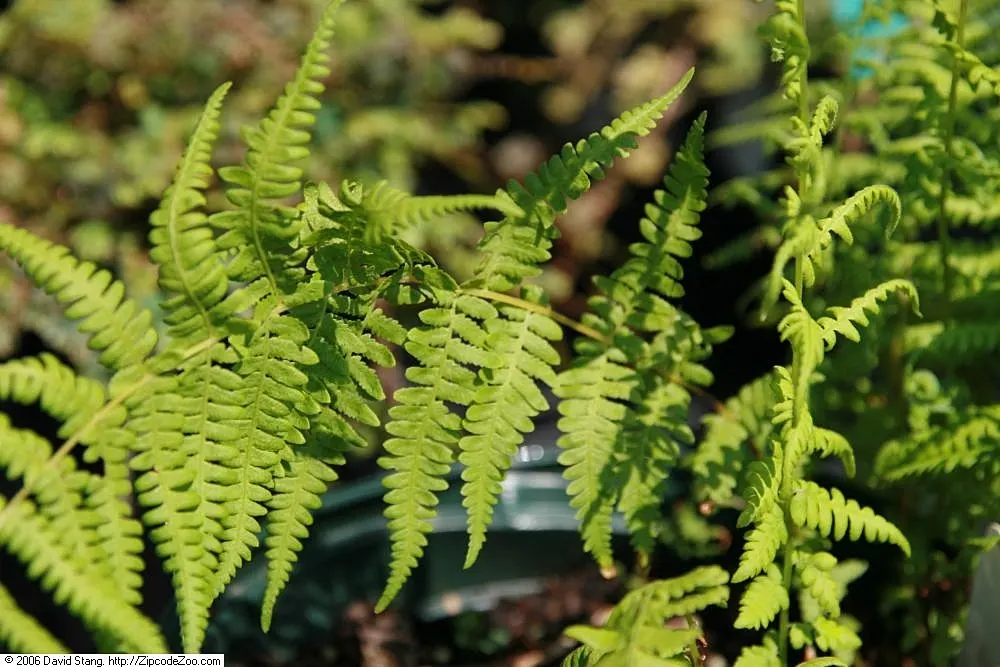 New York Fern (Thelypteris Noveboracensis) — well-draining acidic soil; lacking serious pest and disease problems, image 59