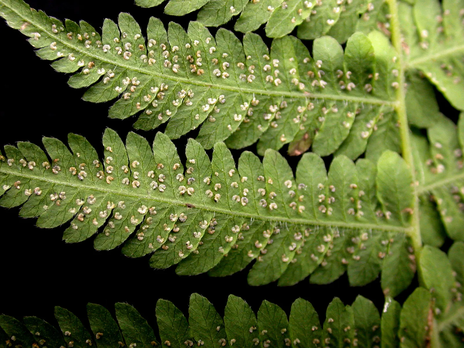 New York Fern (Thelypteris Noveboracensis) — Its clumping habit and vivid green color make it an excellent understory plant in woodland settings