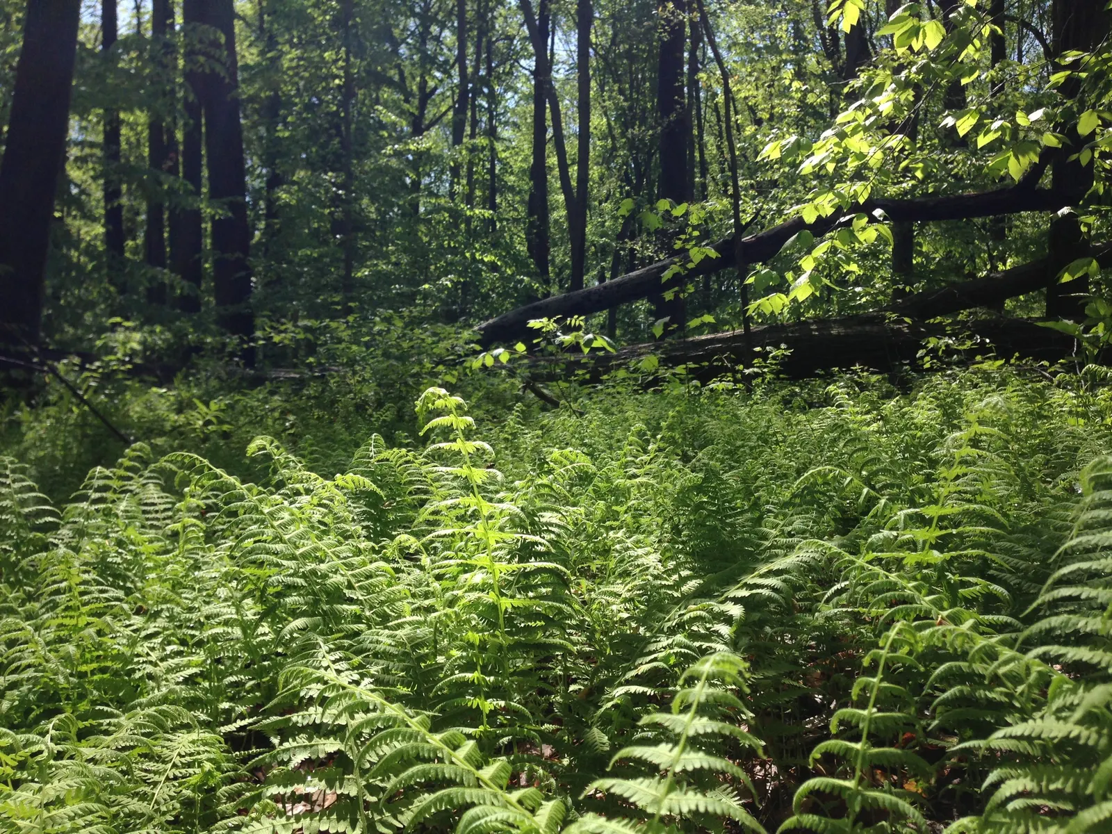 New York Fern (Thelypteris Noveboracensis) — <br><br>Flourishing in USDA hardiness zones 4 through 8