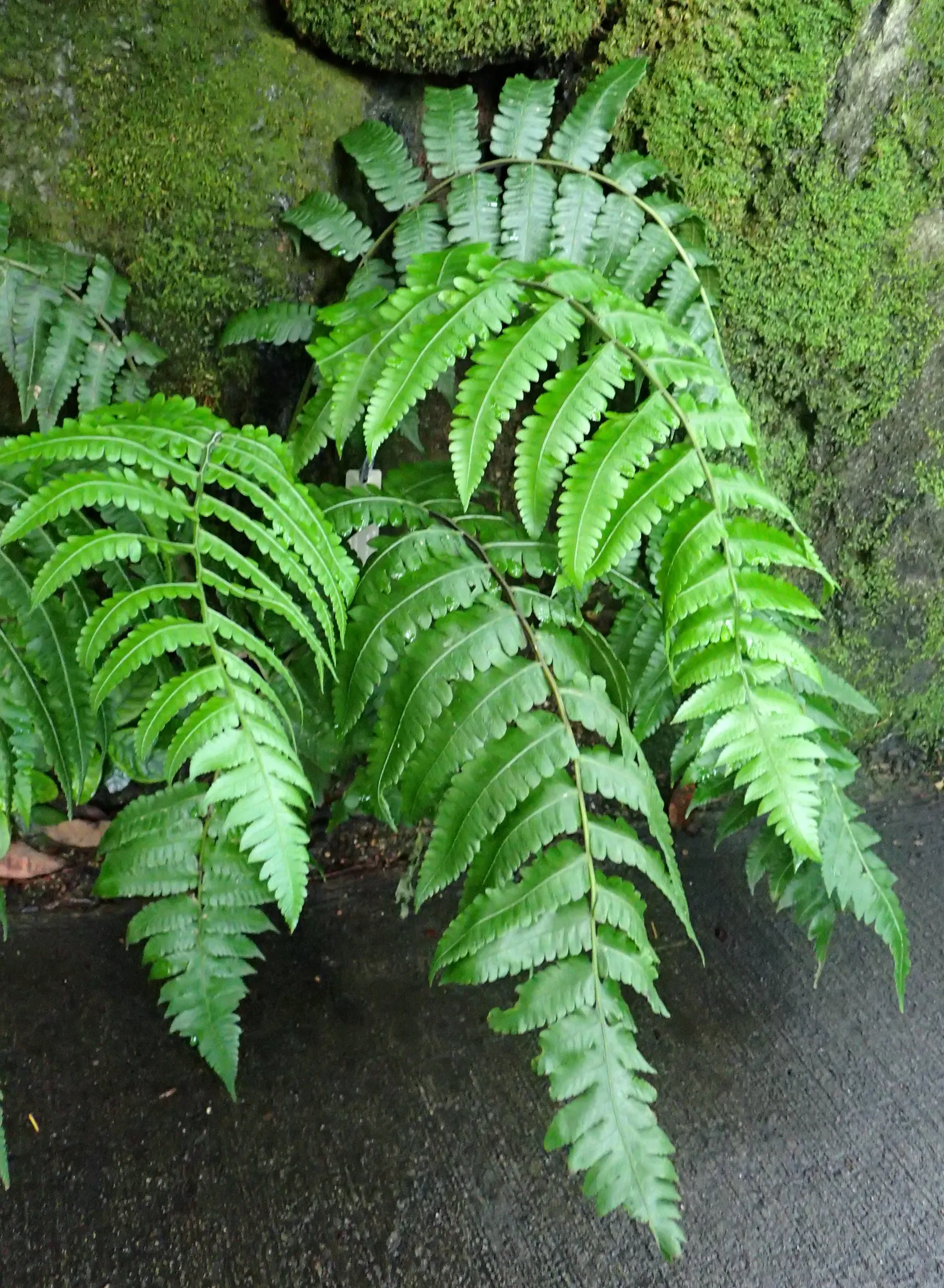 New York Fern (Thelypteris Noveboracensis) — fern for half or shade; not only does it provide lush greenery from spring through fall