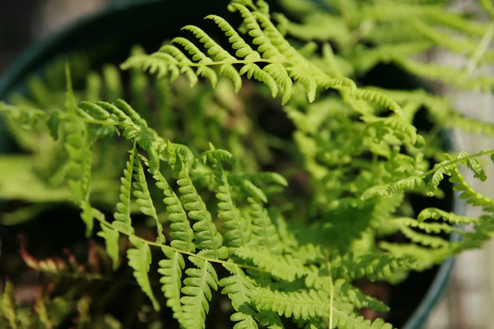 New York Fern (Thelypteris Noveboracensis) — which makes it an ideal choice for mass plantings