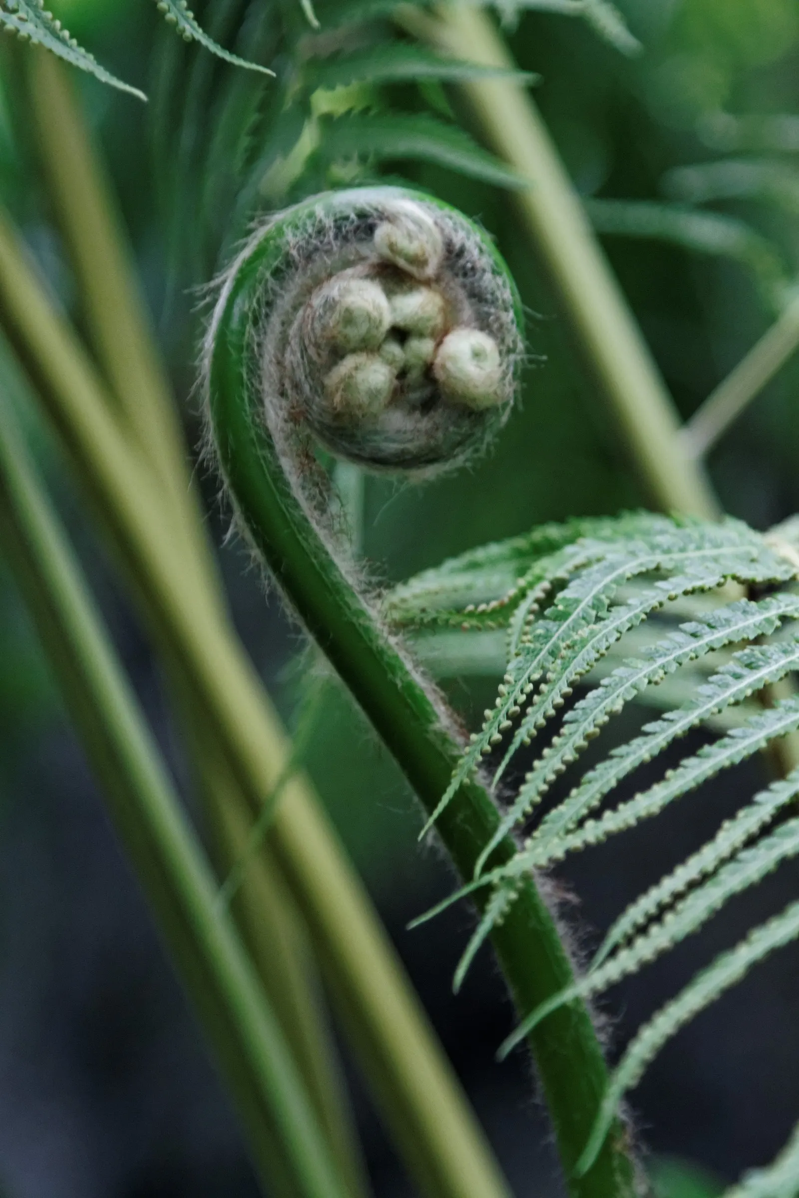 New York Fern (Thelypteris Noveboracensis) — deciduous perennial boasting tapered; its clumping habit and vivid green color make it an excellent understory