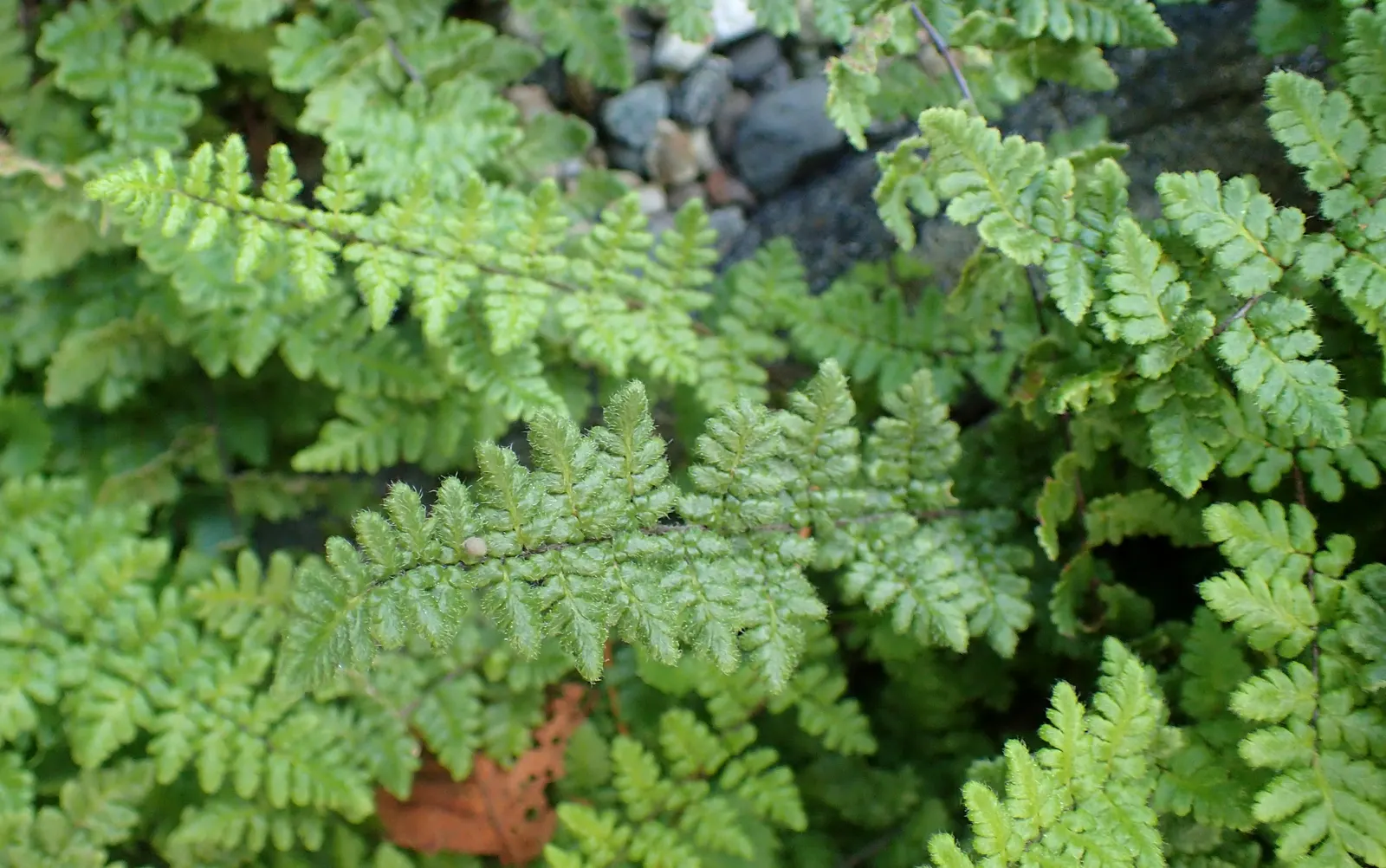 New York Fern (Thelypteris Noveboracensis) — <br><br>Flourishing in USDA hardiness zones 4 through 8, image 58