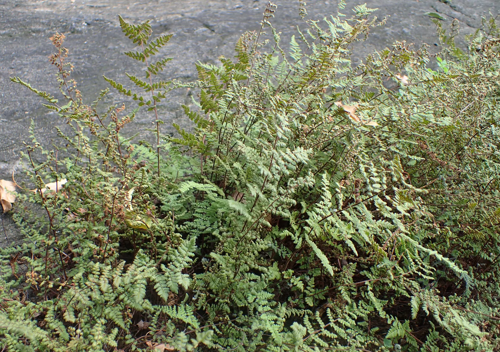 New York Fern (Thelypteris Noveboracensis) — <br><br>Flourishing in USDA hardiness zones 4 through 8, image 35