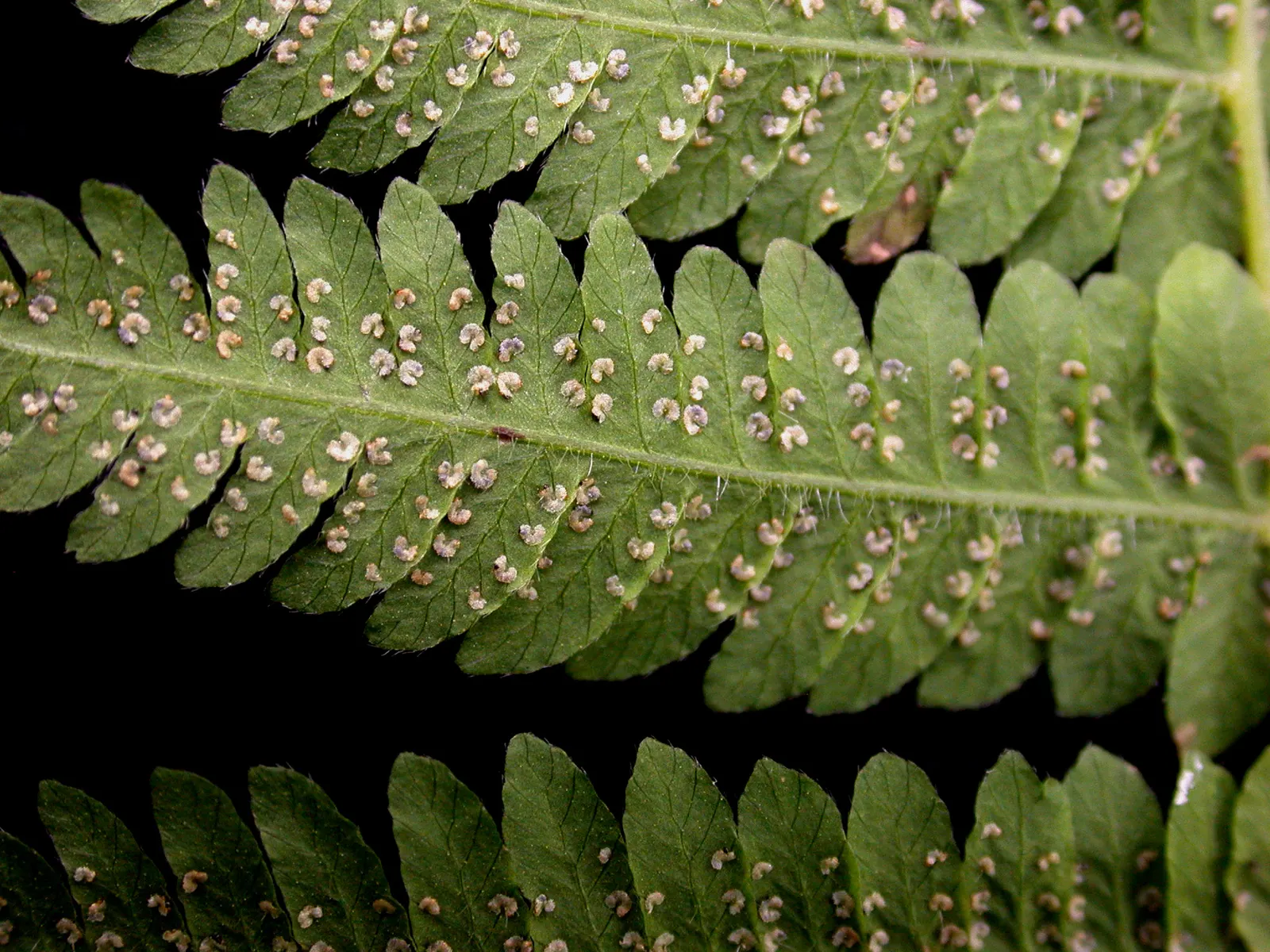 New York Fern (Thelypteris Noveboracensis) — including birds and beneficial insects; well-draining acidic soil