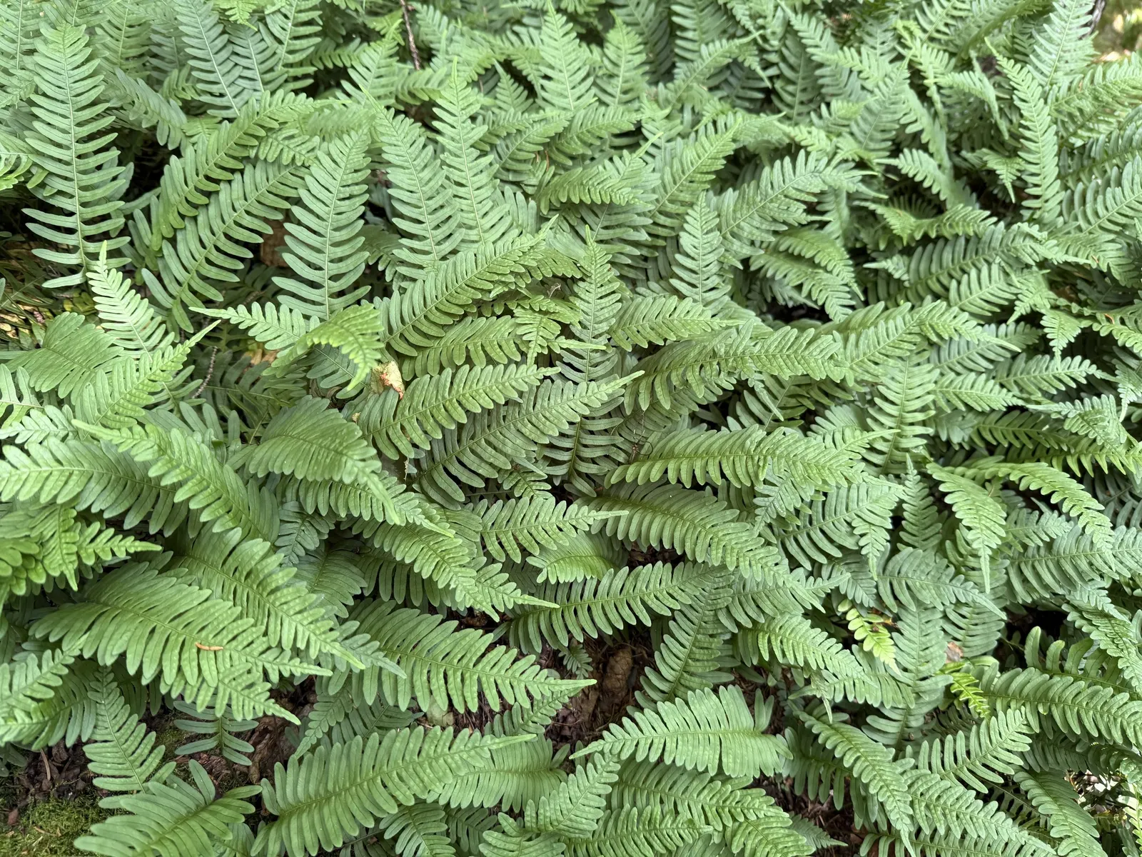 New York Fern (Thelypteris Noveboracensis) — which makes it an ideal choice for mass plantings; particularly for areas where erosion control is a concern