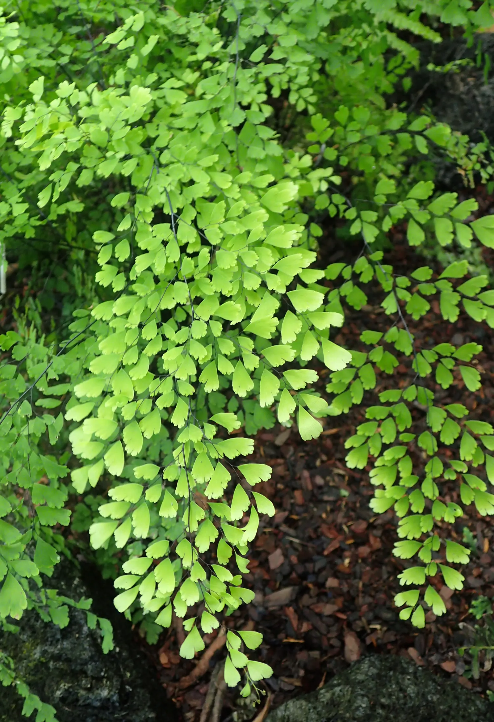 New York Fern (Thelypteris Noveboracensis) — but it also creates a habitat that supports local wildlife