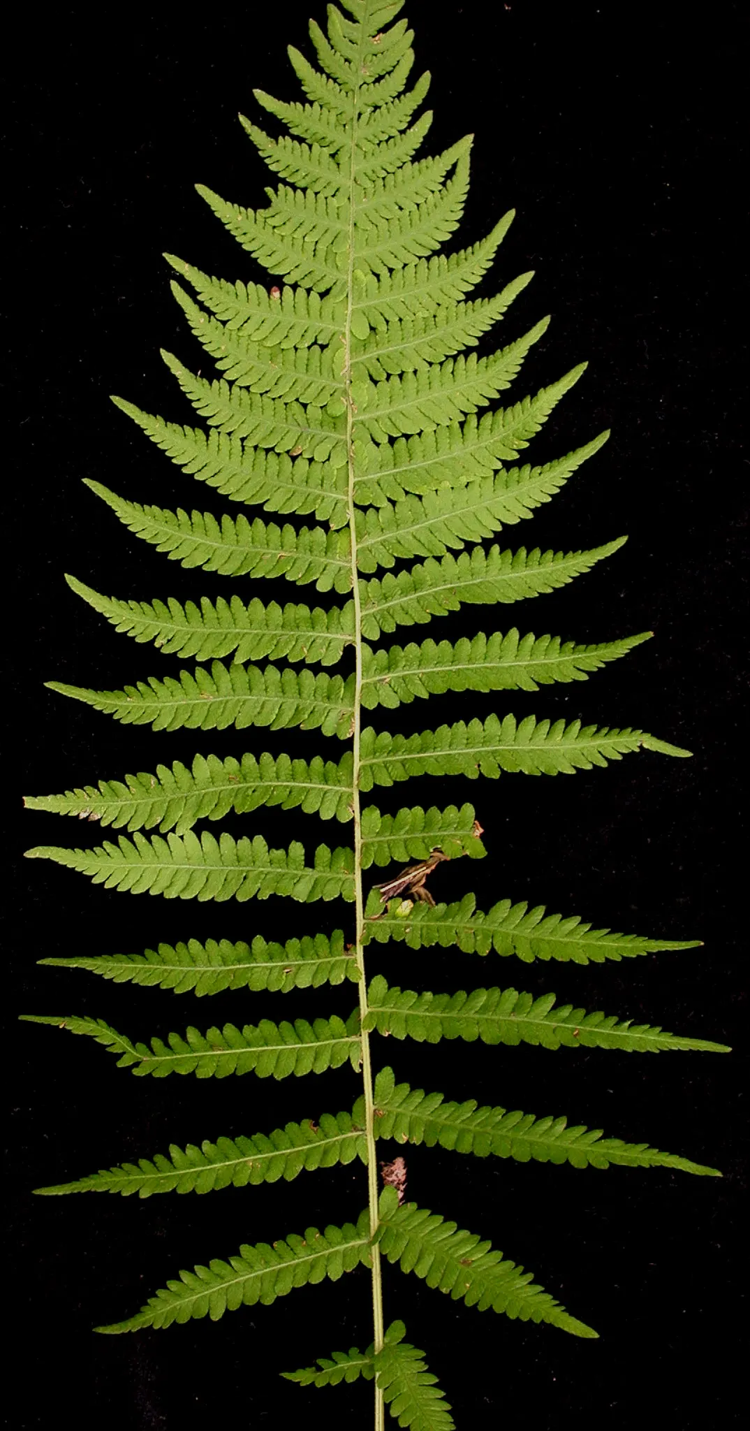 New York Fern (Thelypteris Noveboracensis) — including birds and beneficial insects
