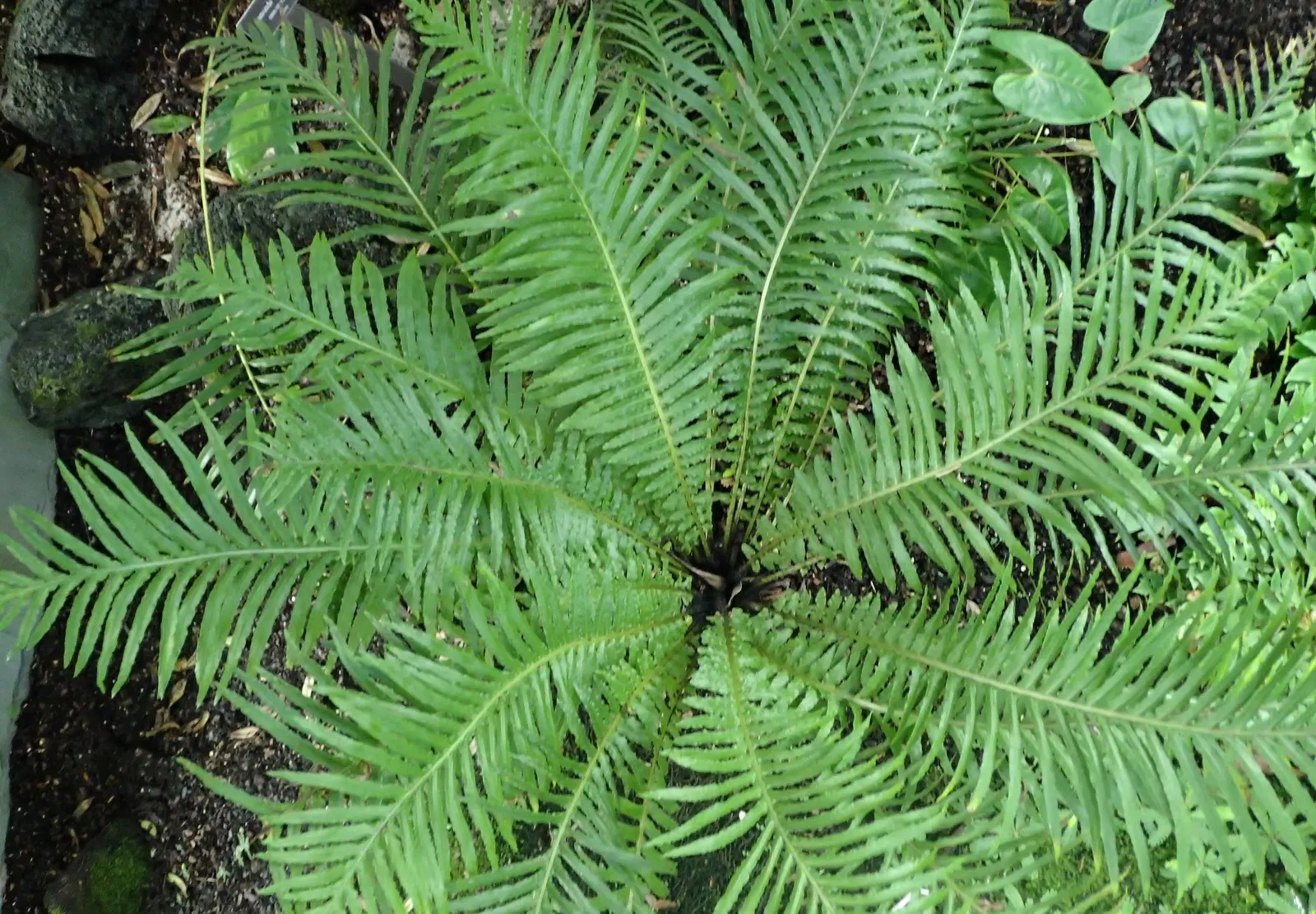 New York Fern (Thelypteris Noveboracensis) — Its clumping habit and vivid green color make it an excellent understory plant in woodland settings; achieving