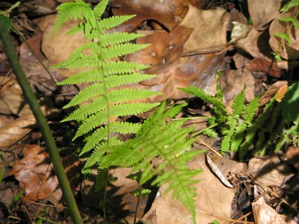 New York Fern (Thelypteris Noveboracensis) — Spread is moderate, with ferns colonizing gradually through rhizomes, ideal for naturalized areas