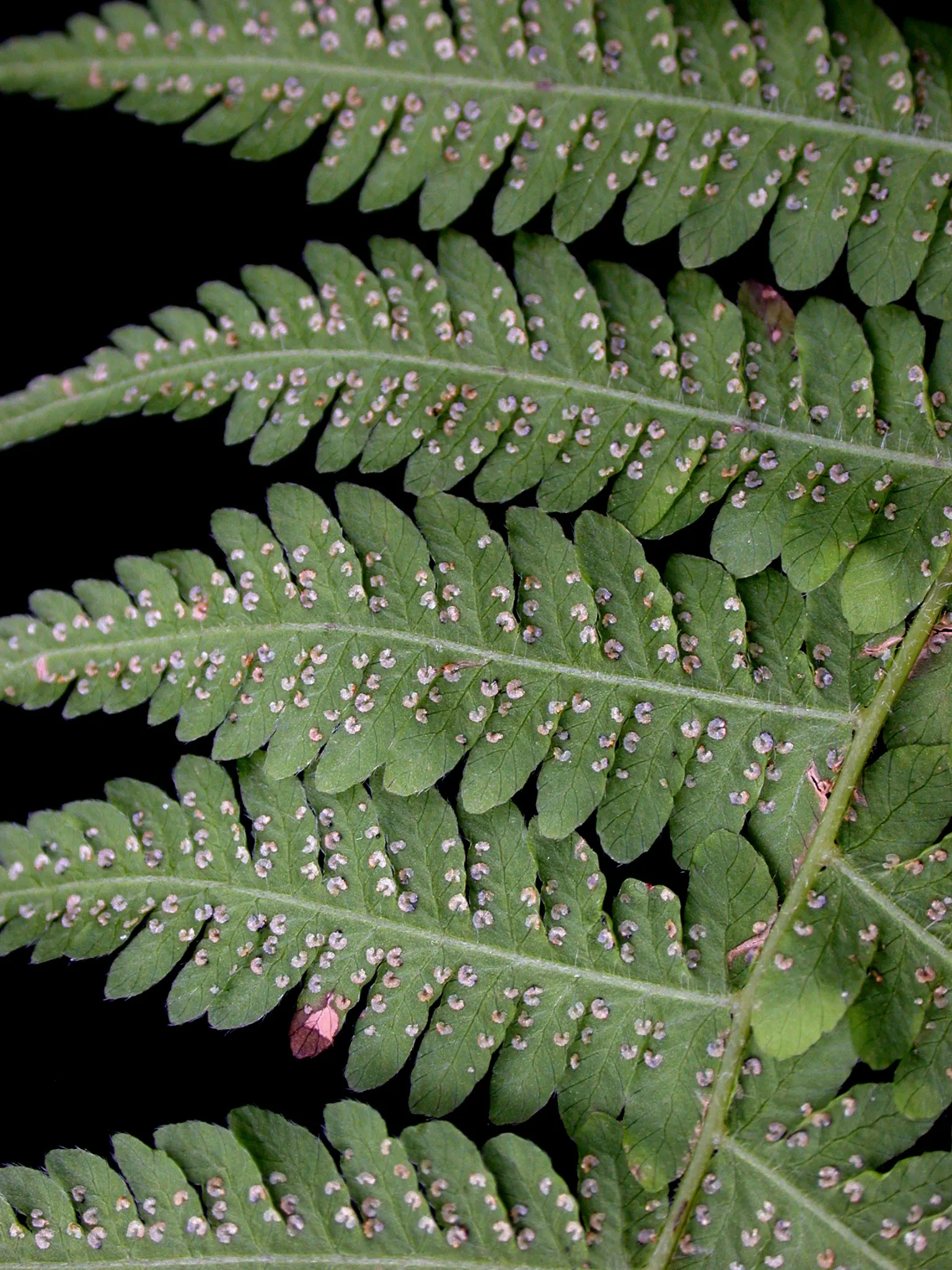 New York Fern (Thelypteris Noveboracensis) — This shade-loving native prefers moist, acidic soils in zones 4-8; this fern is known for its low, image 49