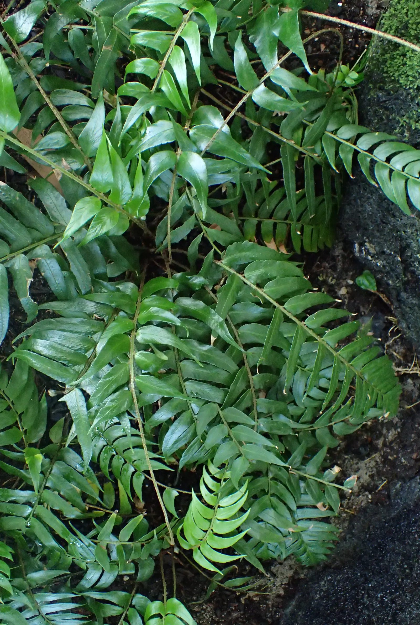 New York Fern (Thelypteris Noveboracensis) — which makes it an ideal choice for mass plantings; particularly for areas where erosion control is a, image 62