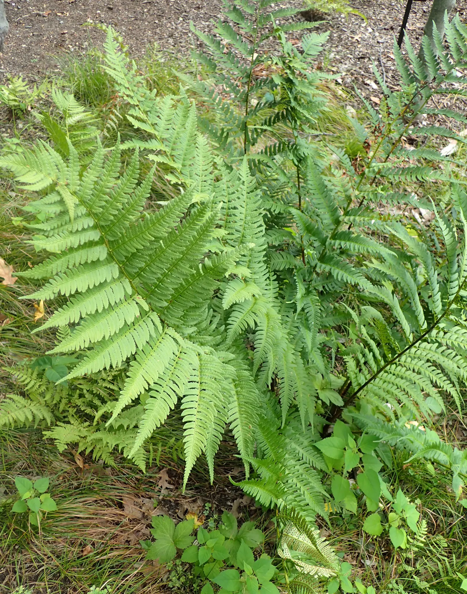 New York Fern (Thelypteris Noveboracensis) — This North American native fern characteristically possesses lacy; but it also creates a habitat that, image 56