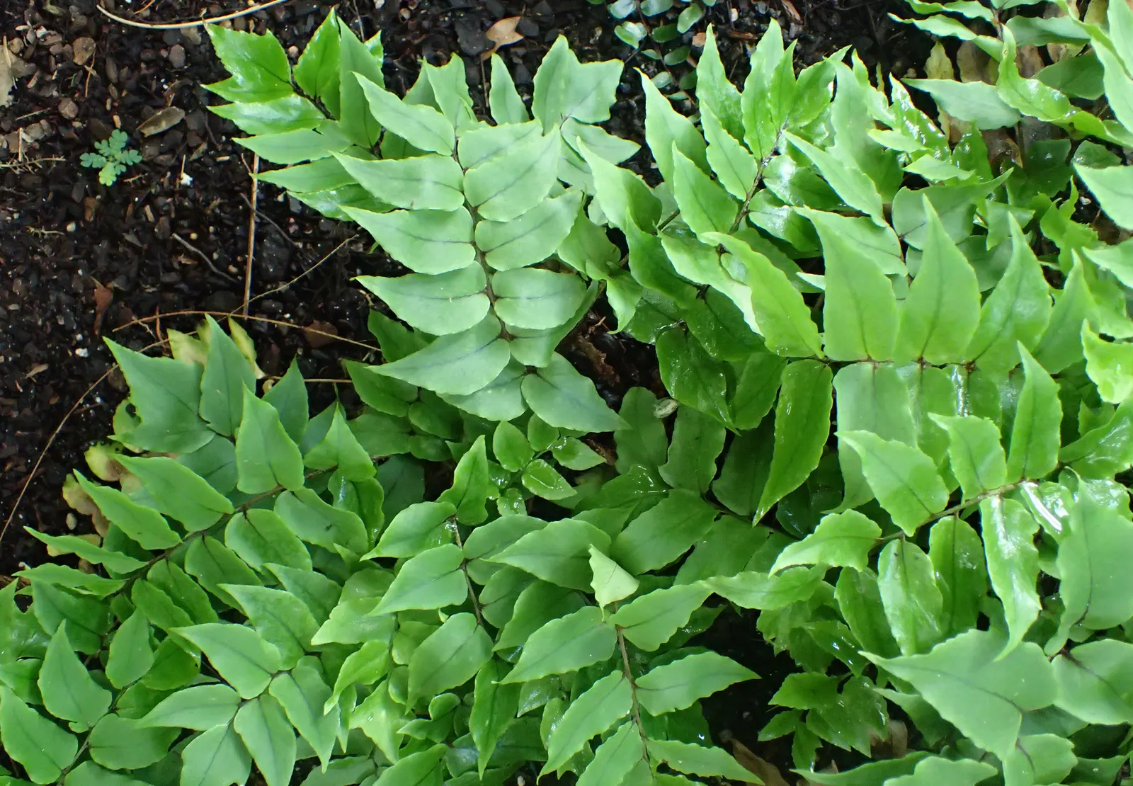 New York Fern (Thelypteris Noveboracensis) — is a graceful and shade-tolerant perennial that brings an elegant texture to any garden; commonly referred to as