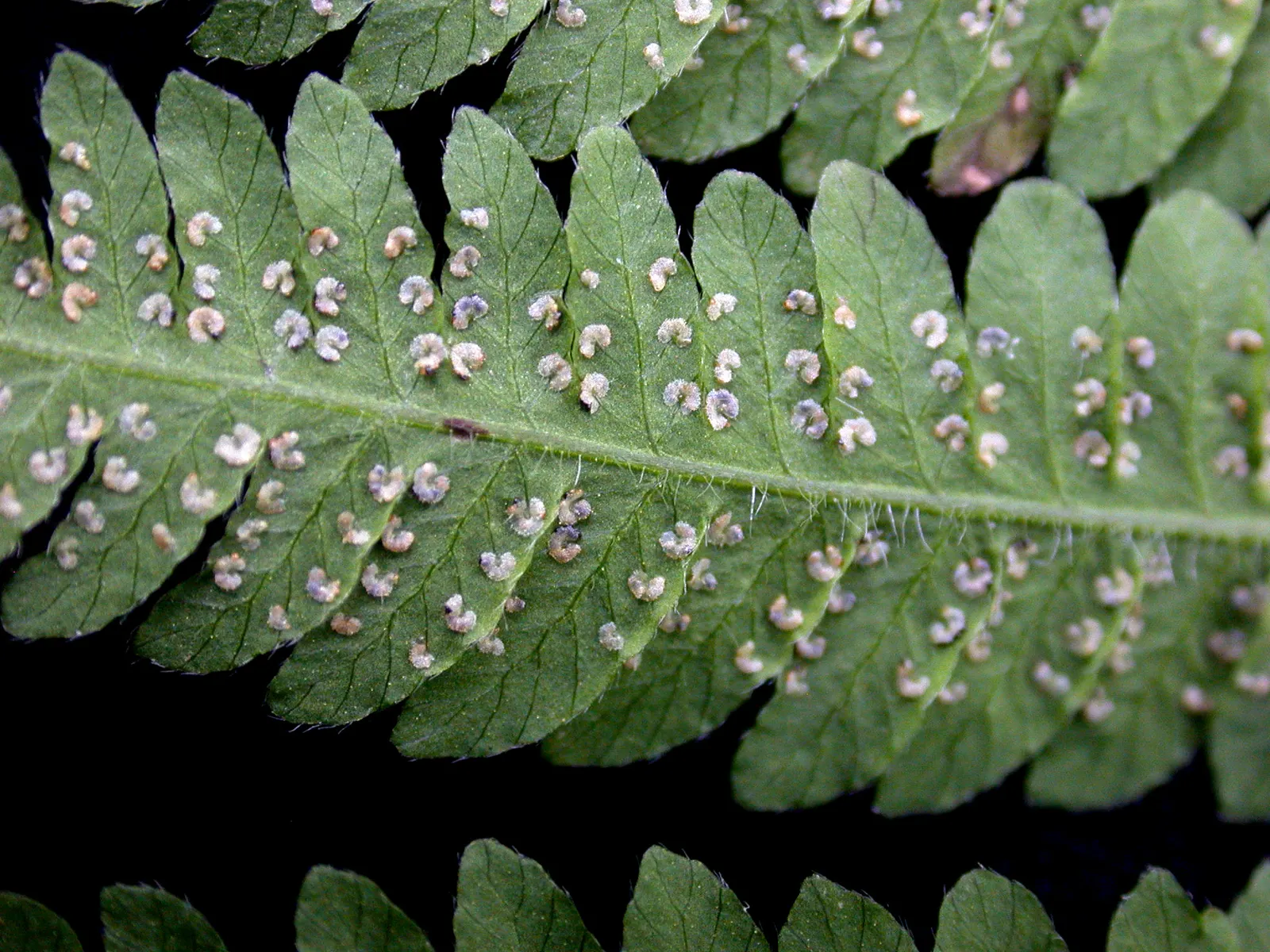 New York Fern (Thelypteris Noveboracensis) — This North American native fern characteristically possesses lacy; but it also creates a habitat that supports