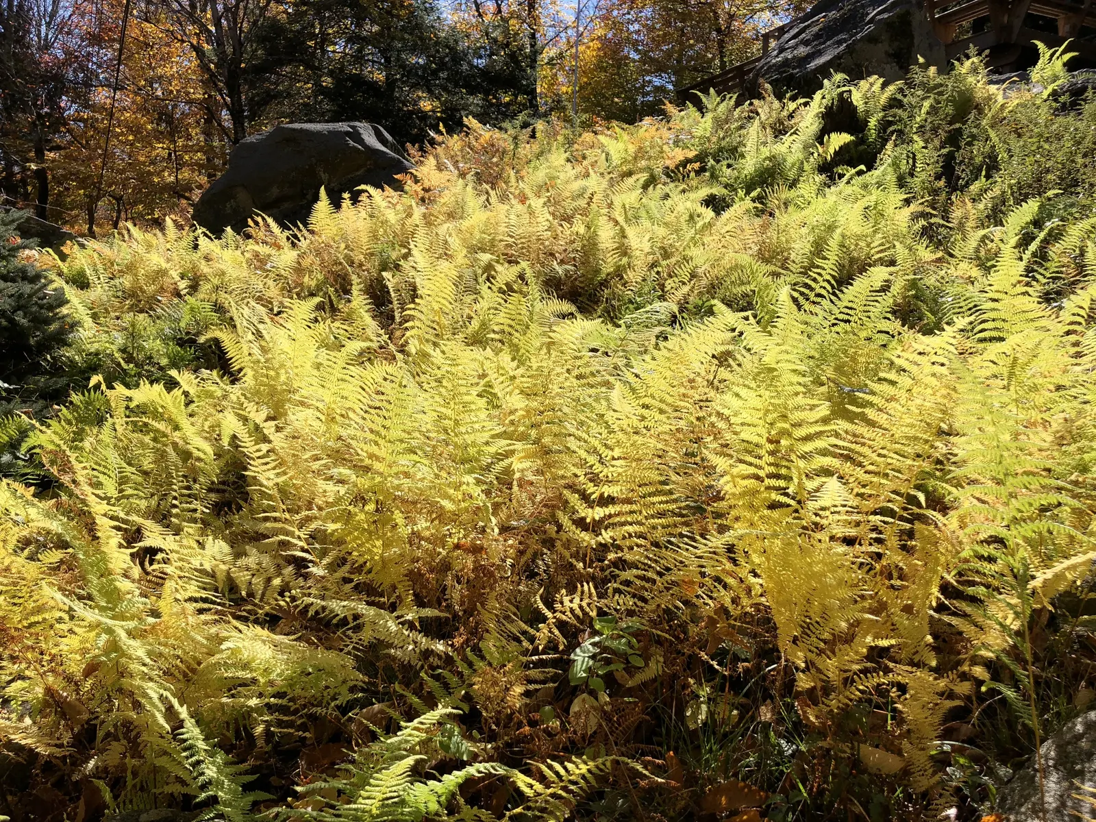 New York Fern (Thelypteris Noveboracensis) — particularly for areas where erosion control is a concern