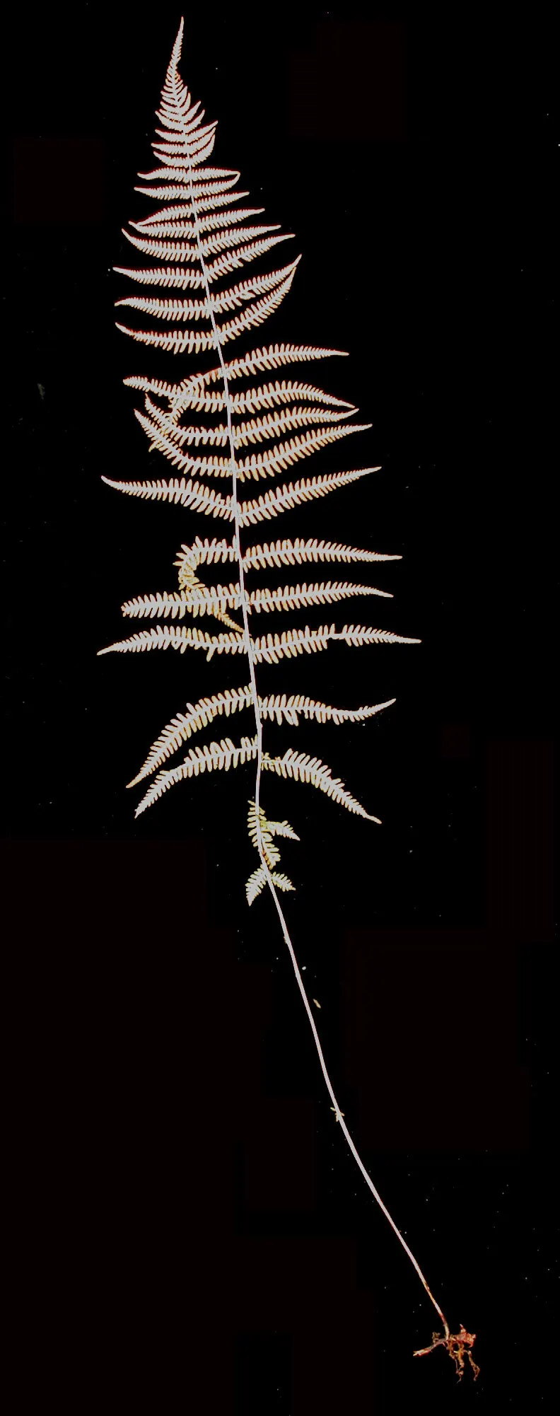 New York Fern (Thelypteris Noveboracensis) — achieving lengths of 1-2 feet