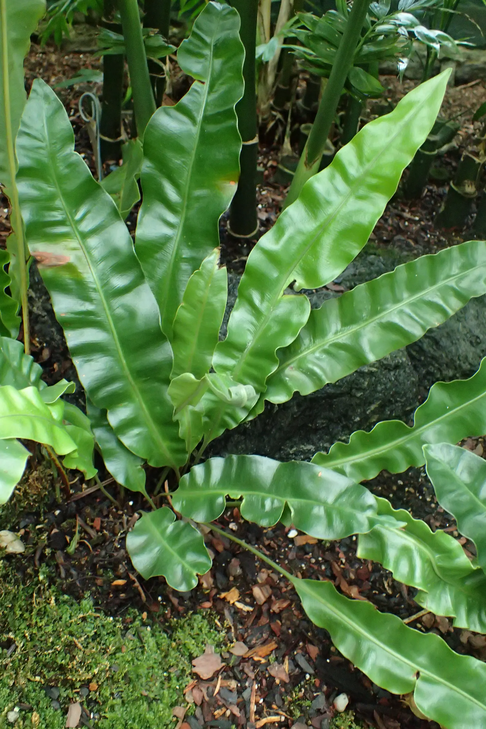 New York Fern (Thelypteris Noveboracensis) — is a graceful and shade-tolerant perennial that brings an elegant texture to any garden; commonly, image 54