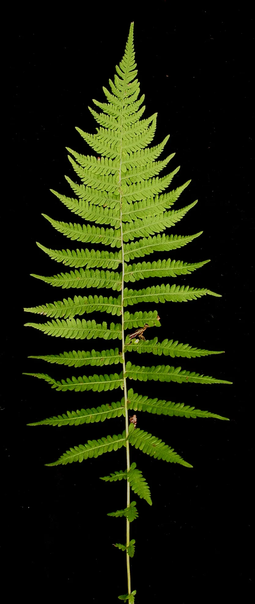 New York Fern (Thelypteris Noveboracensis) — particularly for areas where erosion control is a concern; deciduous perennial boasting tapered