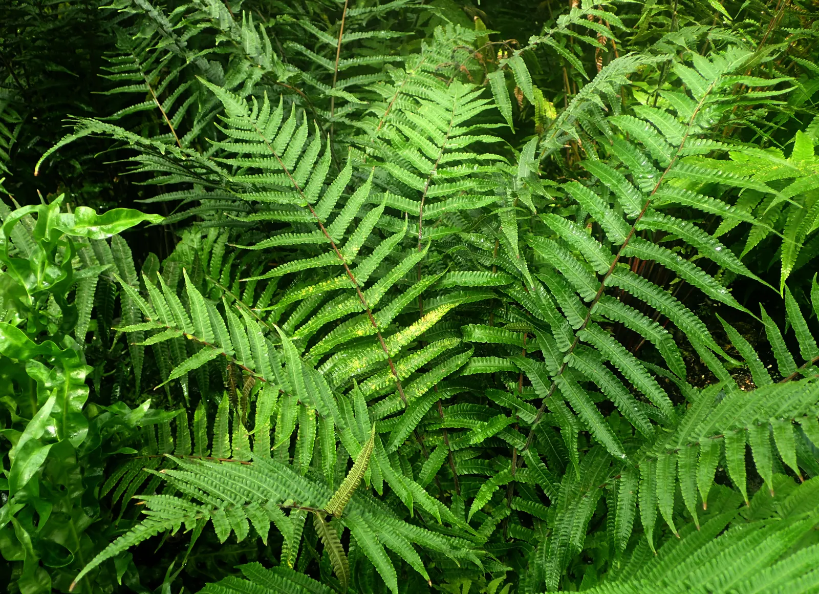 New York Fern (Thelypteris Noveboracensis) — Spread is moderate, with ferns colonizing gradually through rhizomes, ideal for naturalized areas; which makes it