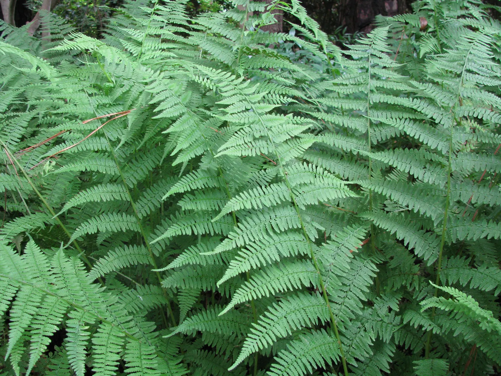 New York Fern (Thelypteris Noveboracensis) — bright green fronds that taper at both ends; providing a textured backdrop for other shade dwellers