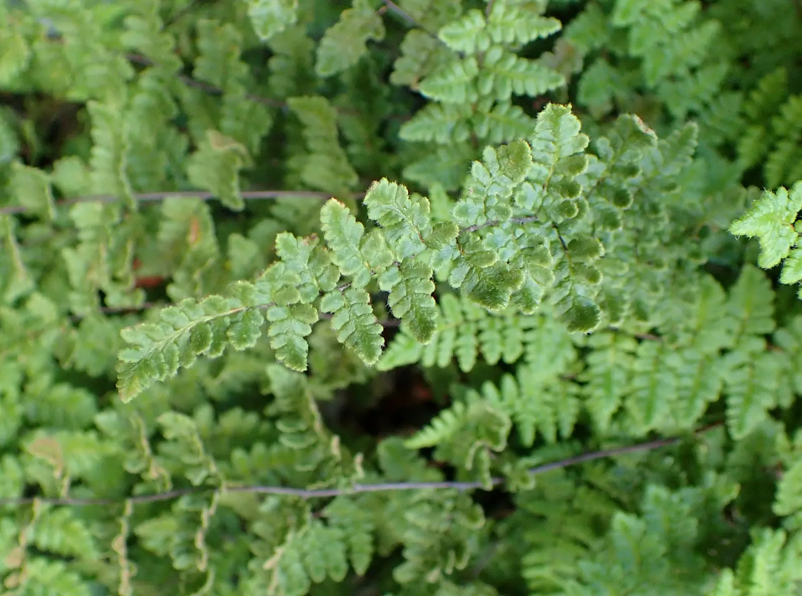 New York Fern (Thelypteris Noveboracensis) — flourishing under the canopy of deciduous trees where dappled sunlight promotes its vibrant color
