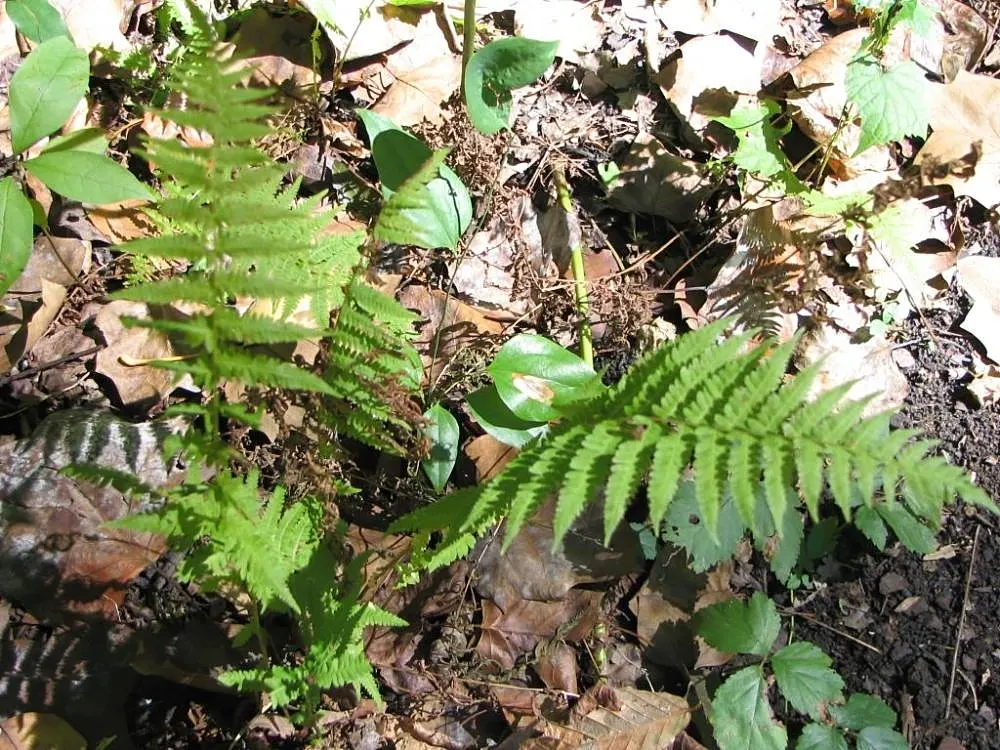 New York Fern (Thelypteris Noveboracensis) — Not only does it provide lush greenery from spring through fall