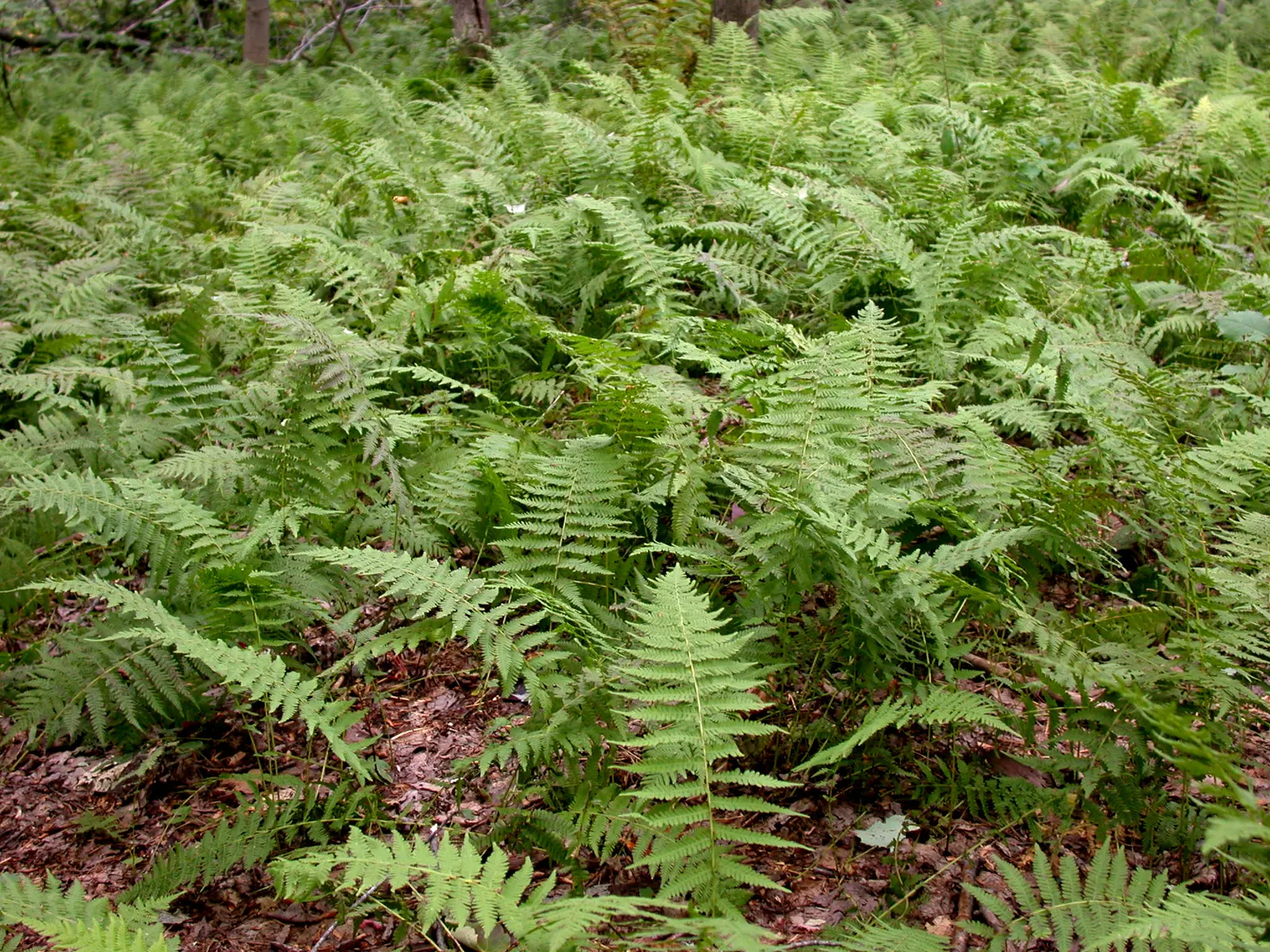New York Fern (Thelypteris Noveboracensis) — particularly suited for woodland settings; flourishing under the canopy of deciduous trees where, image 55