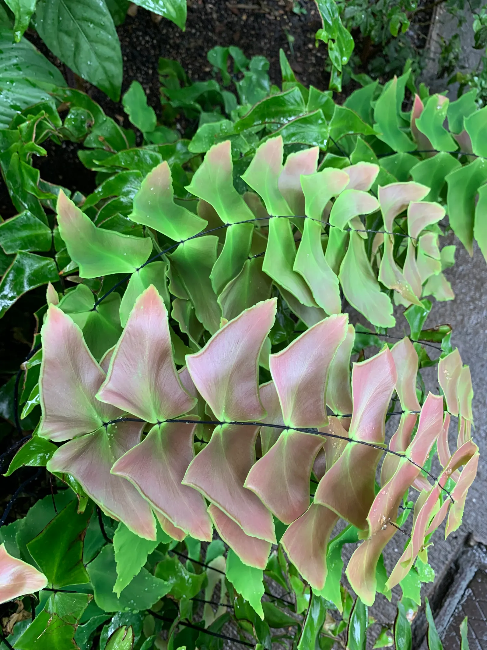 New York Fern (Thelypteris Noveboracensis) — achieving lengths of 1-2 feet; bright green fronds that taper at both ends