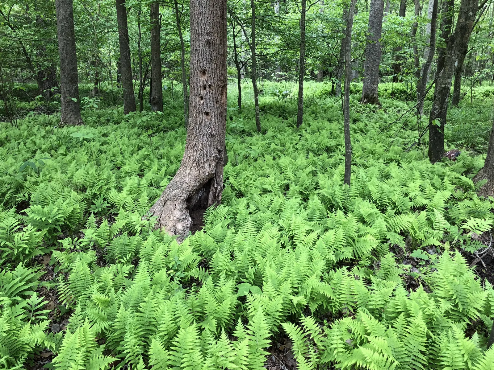 New York Fern (Thelypteris Noveboracensis) — is a graceful and shade-tolerant perennial that brings an elegant texture to any garden