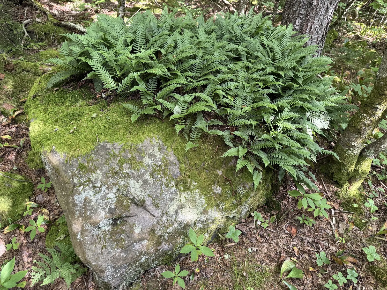 New York Fern (Thelypteris Noveboracensis) — commonly referred to as New York Fern